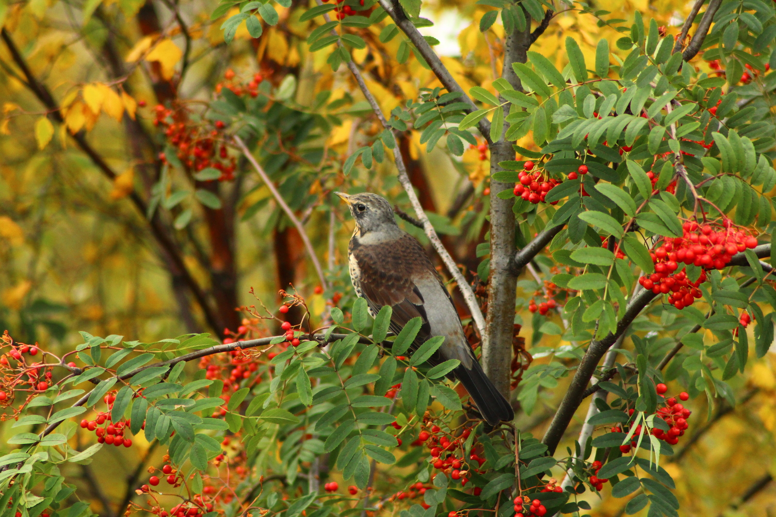 Bright colors of Murmansk autumn - My, Autumn, Murmansk, The photo, Photographer, Longpost