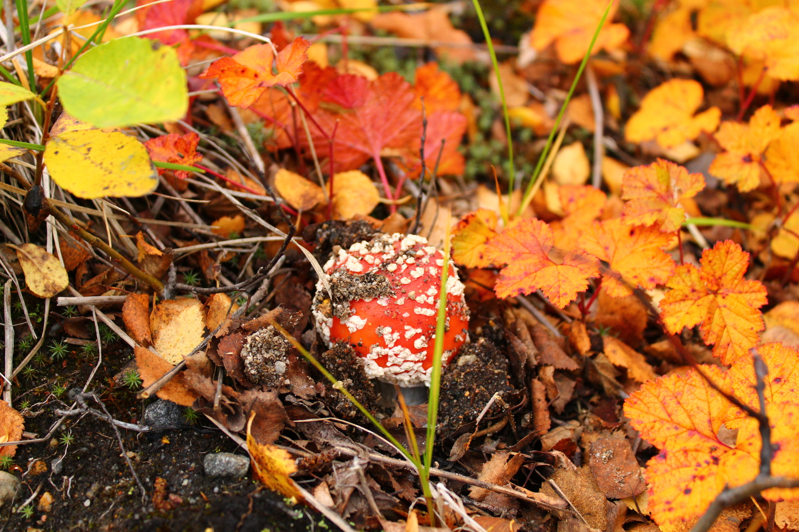 Bright colors of Murmansk autumn - My, Autumn, Murmansk, The photo, Photographer, Longpost