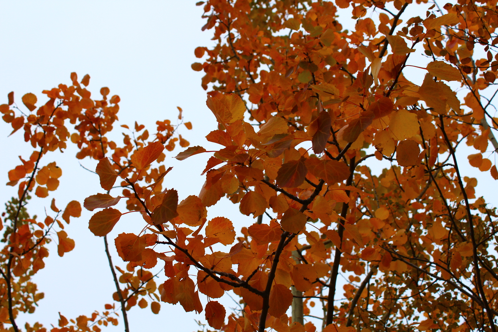 Bright colors of Murmansk autumn - My, Autumn, Murmansk, The photo, Photographer, Longpost