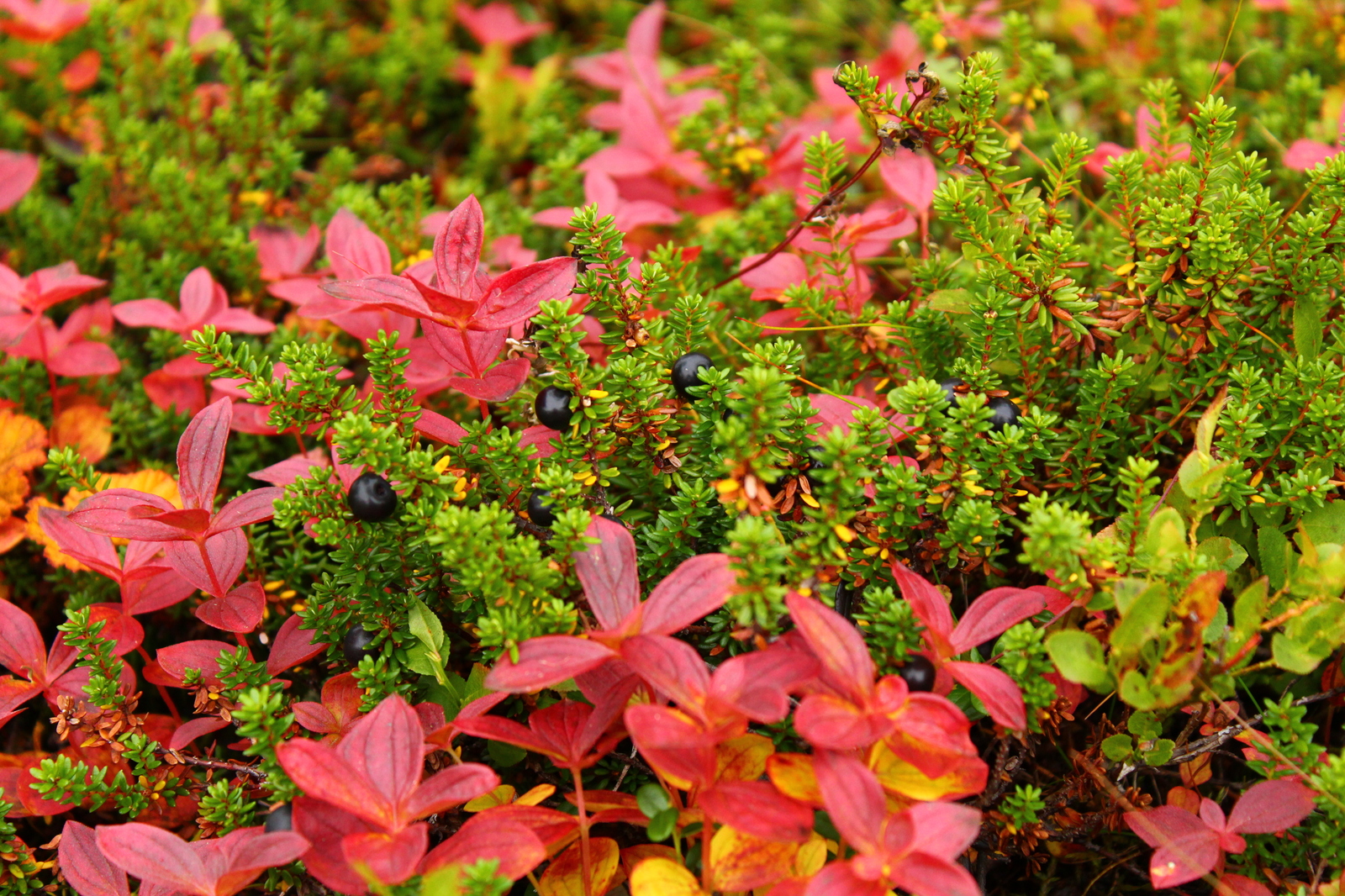 Bright colors of Murmansk autumn - My, Autumn, Murmansk, The photo, Photographer, Longpost