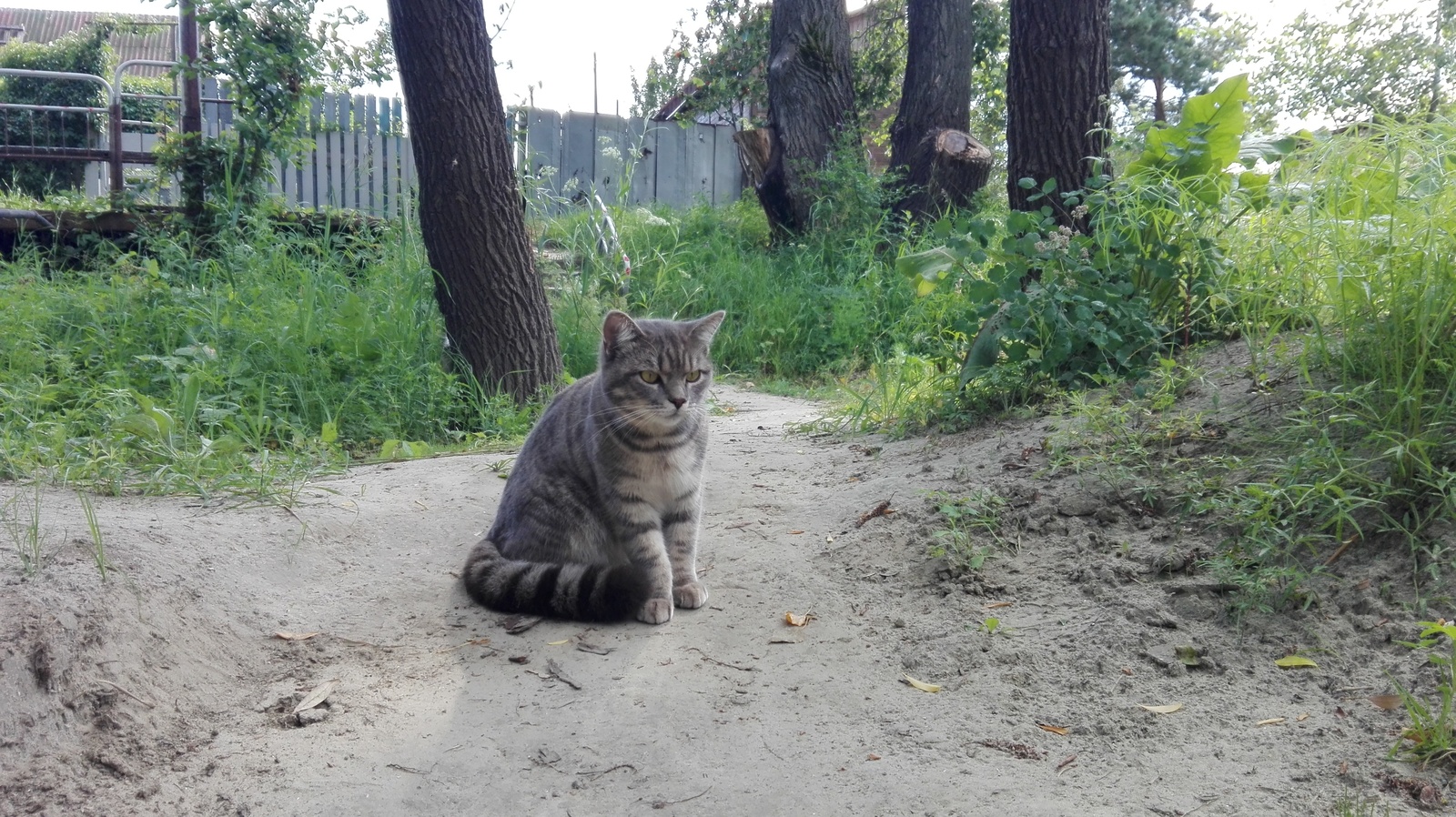 Барс.Просто Барс... - Моё, Кот, Фотография, Дача, Длиннопост