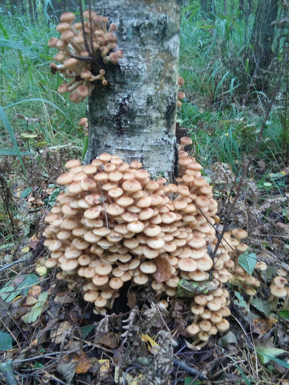 Such beauty and deliciousness. - My, Mushrooms, Honey mushrooms, Silent hunt, Longpost