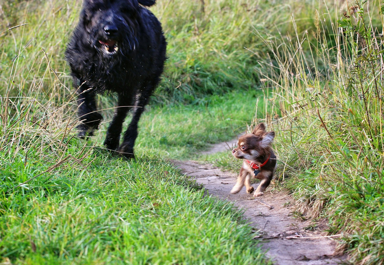 Wait for it! - My, Dog, Chihuahua, Giant schnauzer, Big and small