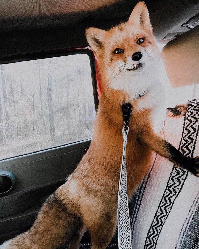 A little fox in your feed :3 - Fox, Longpost, The photo
