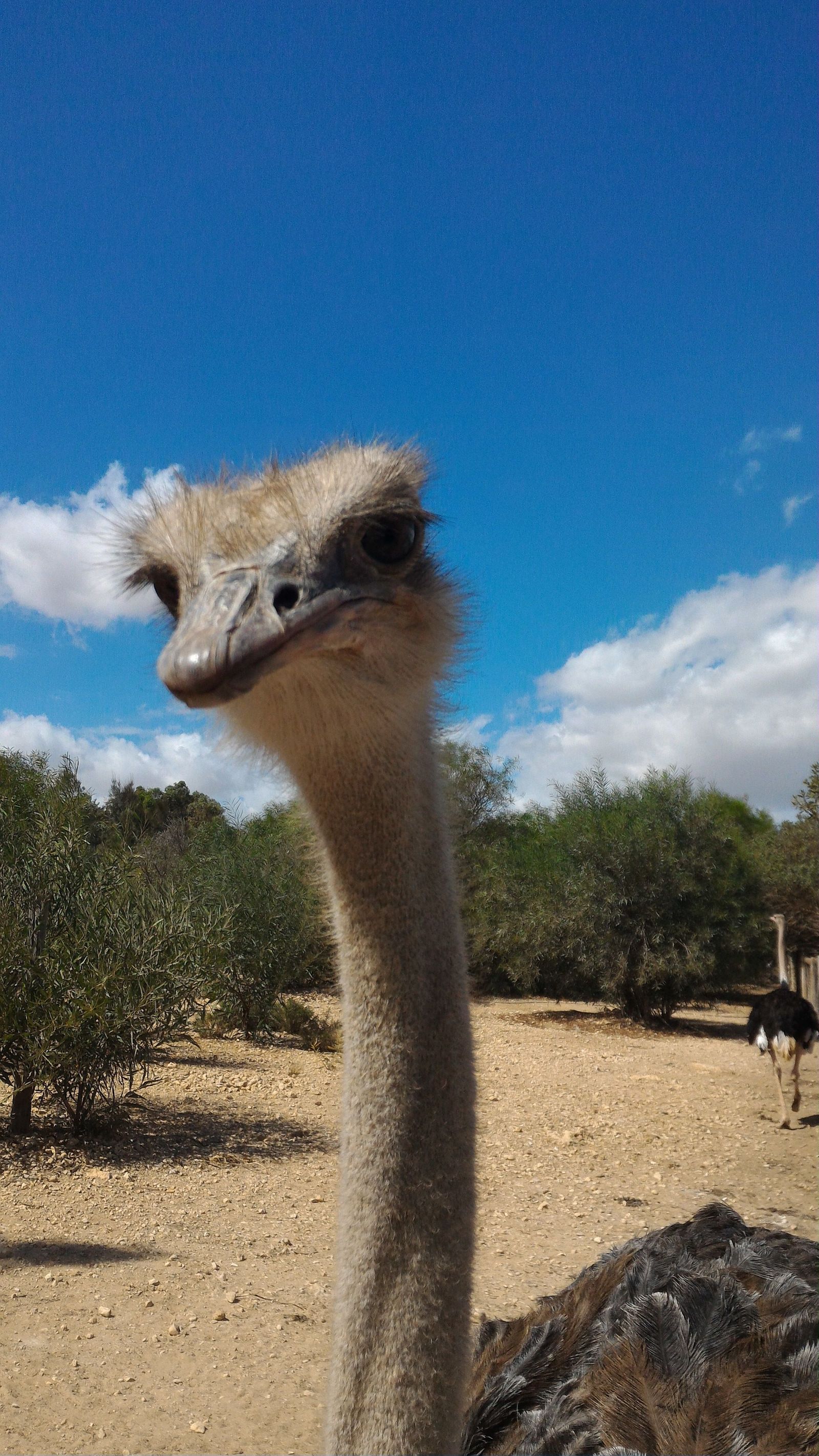 A bit of Phrygia Zoo (Tunisia, Hammamet) - My, Zoo, Animals, Tunisia, And I liked it., Video, Longpost