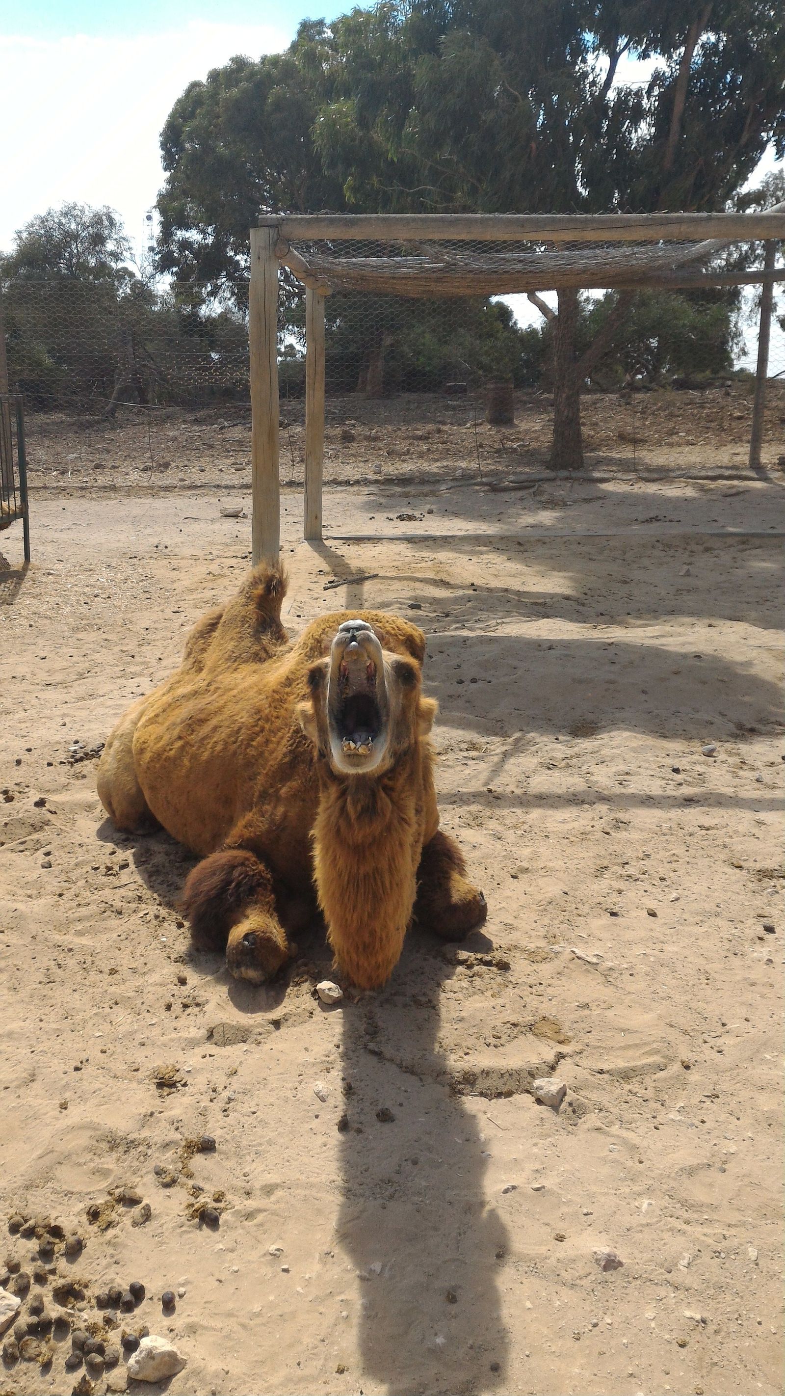 A bit of Phrygia Zoo (Tunisia, Hammamet) - My, Zoo, Animals, Tunisia, And I liked it., Video, Longpost