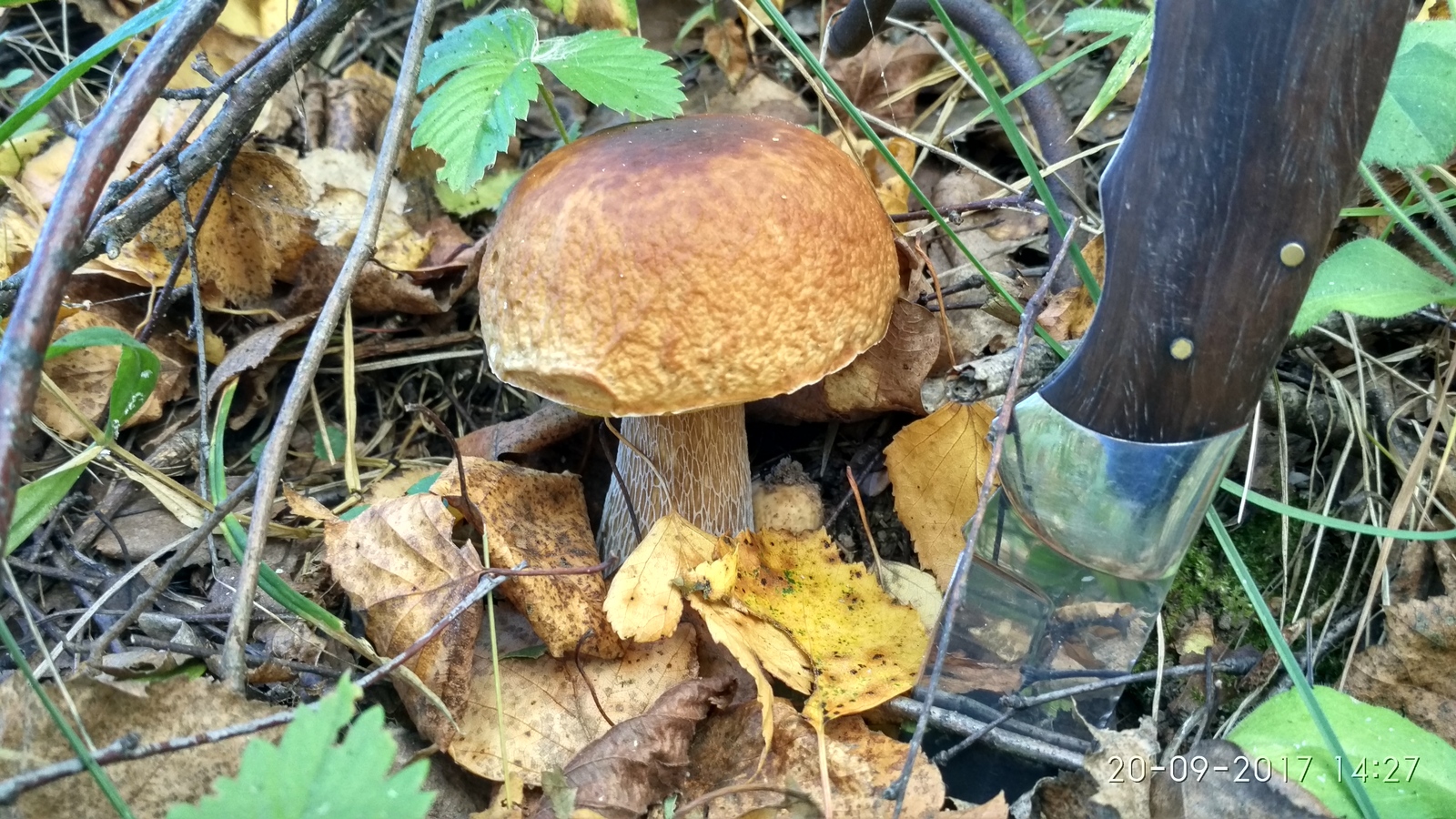 It's time for mushrooms. - My, , Bogorodsky District, Longpost