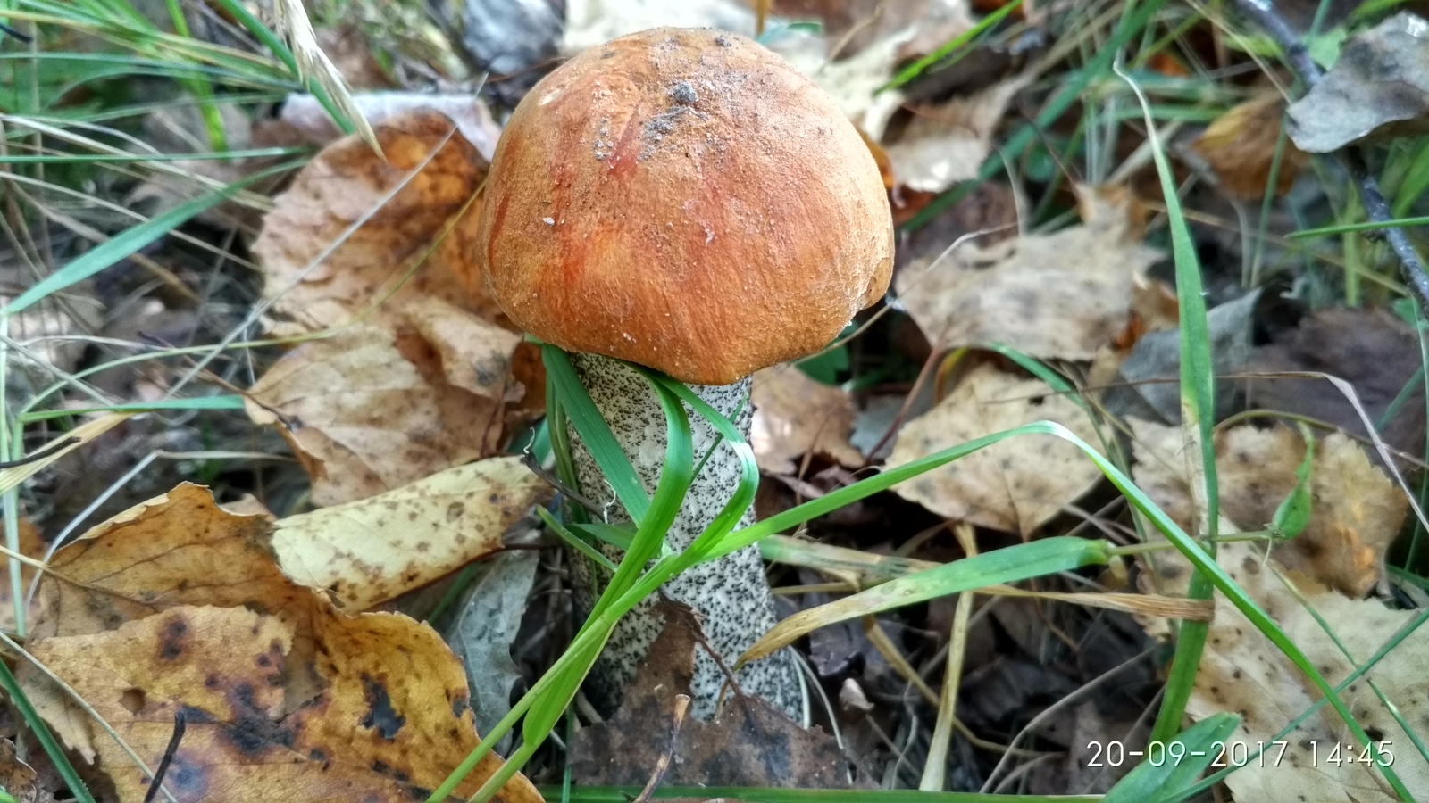 It's time for mushrooms. - My, , Bogorodsky District, Longpost