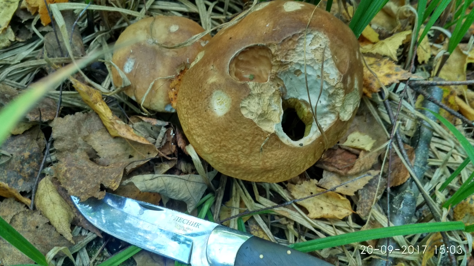 It's time for mushrooms. - My, , Bogorodsky District, Longpost