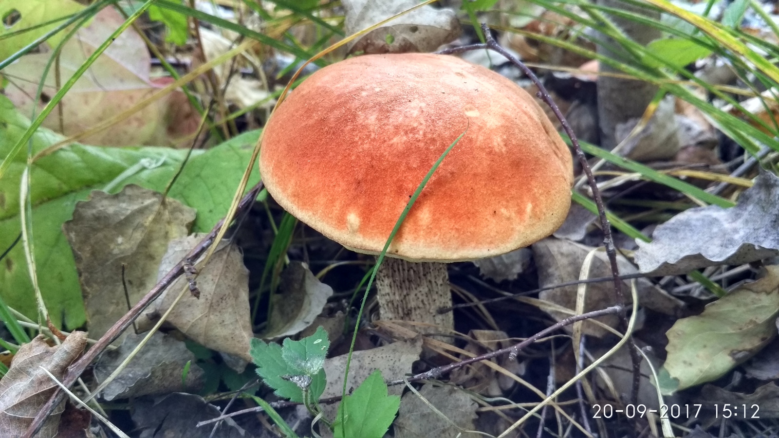 It's time for mushrooms. - My, , Bogorodsky District, Longpost