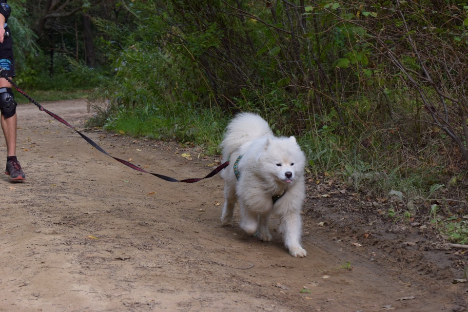 Riding sports of Primorye part 1 - My, Riding sports, Dog, Primorsky Krai, Video, Longpost