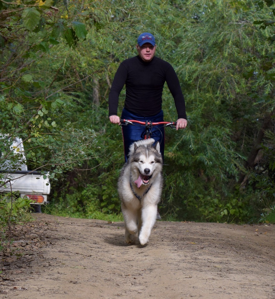 Riding sports of Primorye part 1 - My, Riding sports, Dog, Primorsky Krai, Video, Longpost