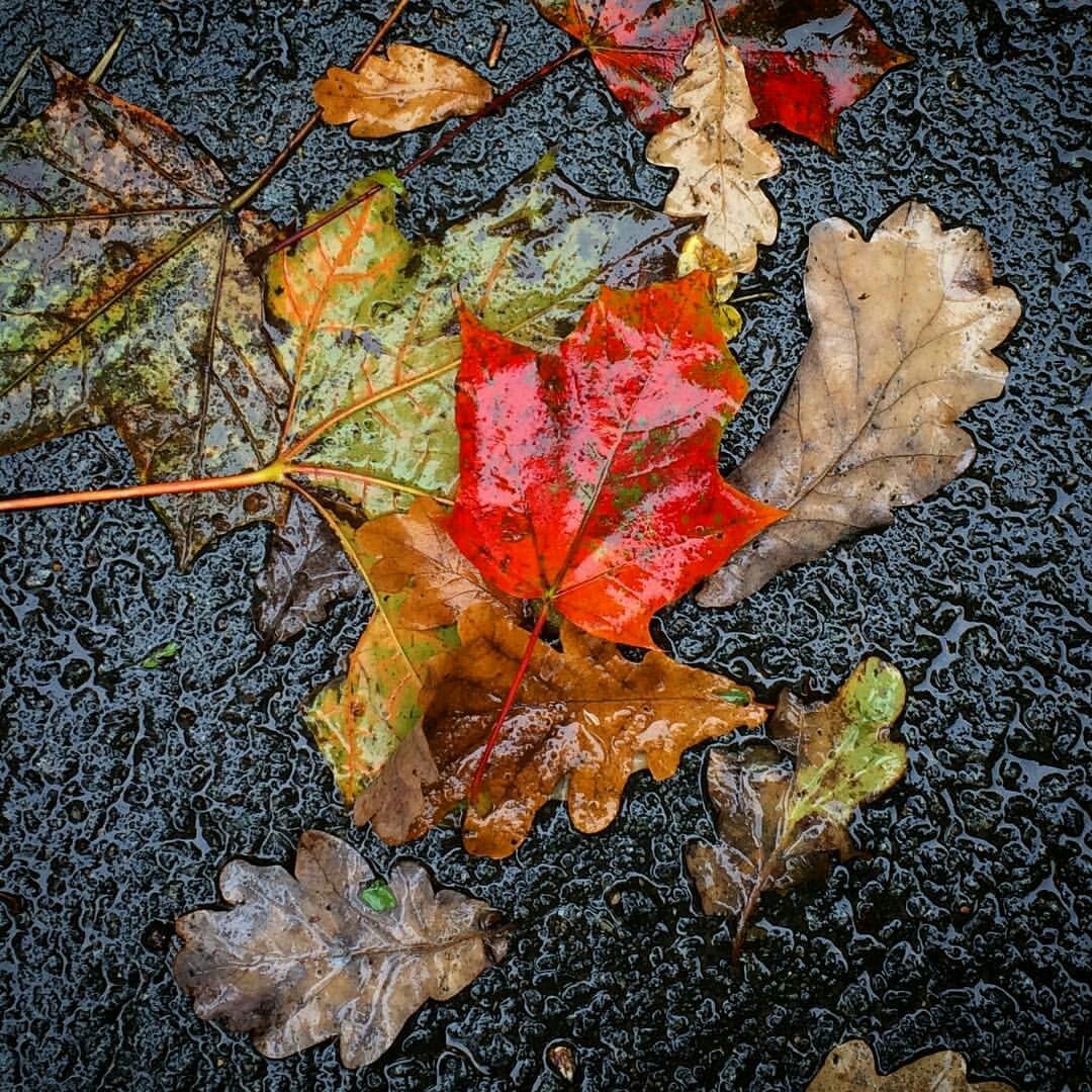 The first fallen red leaf I saw - My, Autumn, Leaves, Saint Petersburg