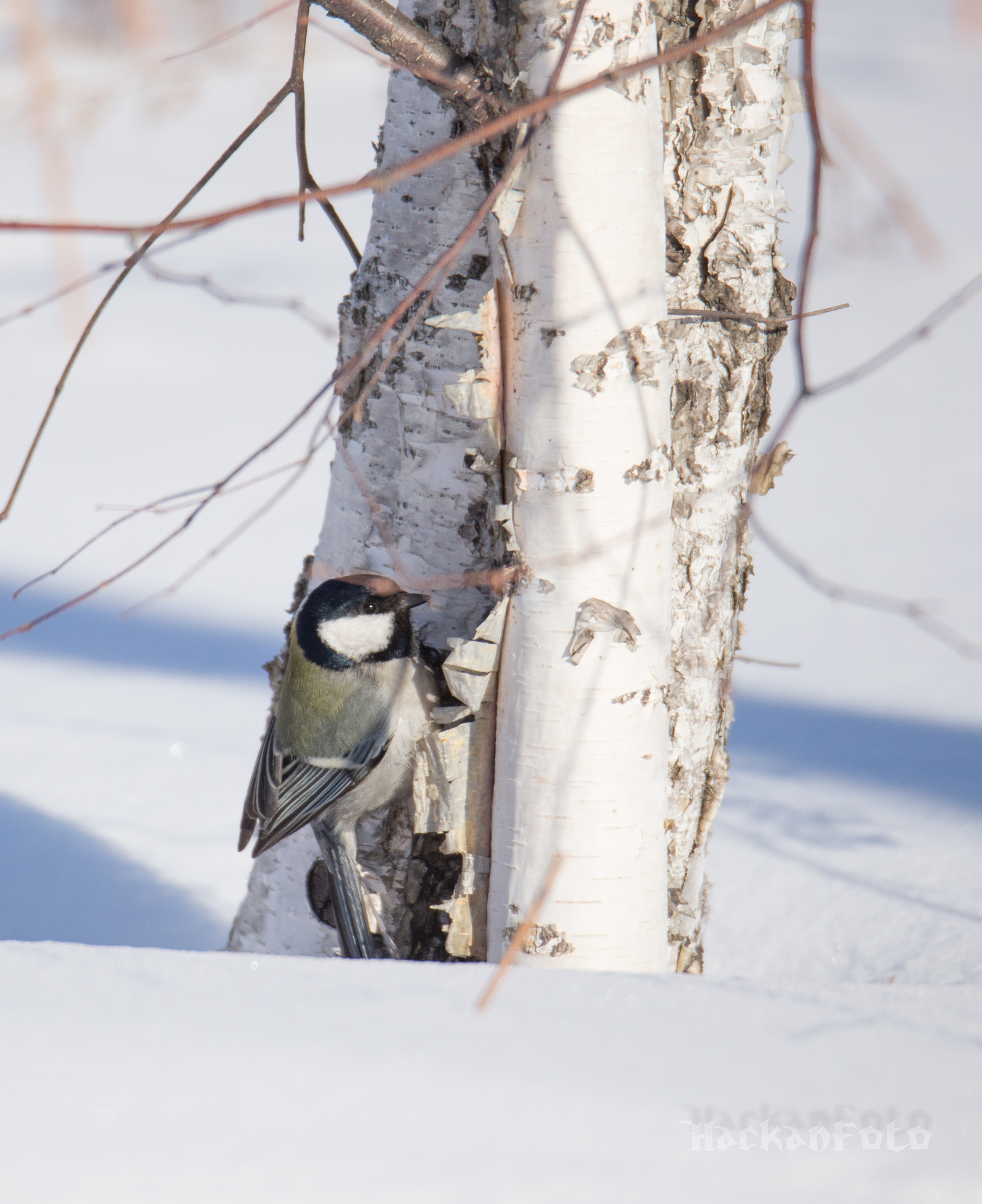 Titmouse birds. Moskovka, gaitka and long-tailed. - My, Birds, Tit, Chickadee, Long-tailed, Moskovka, Longpost