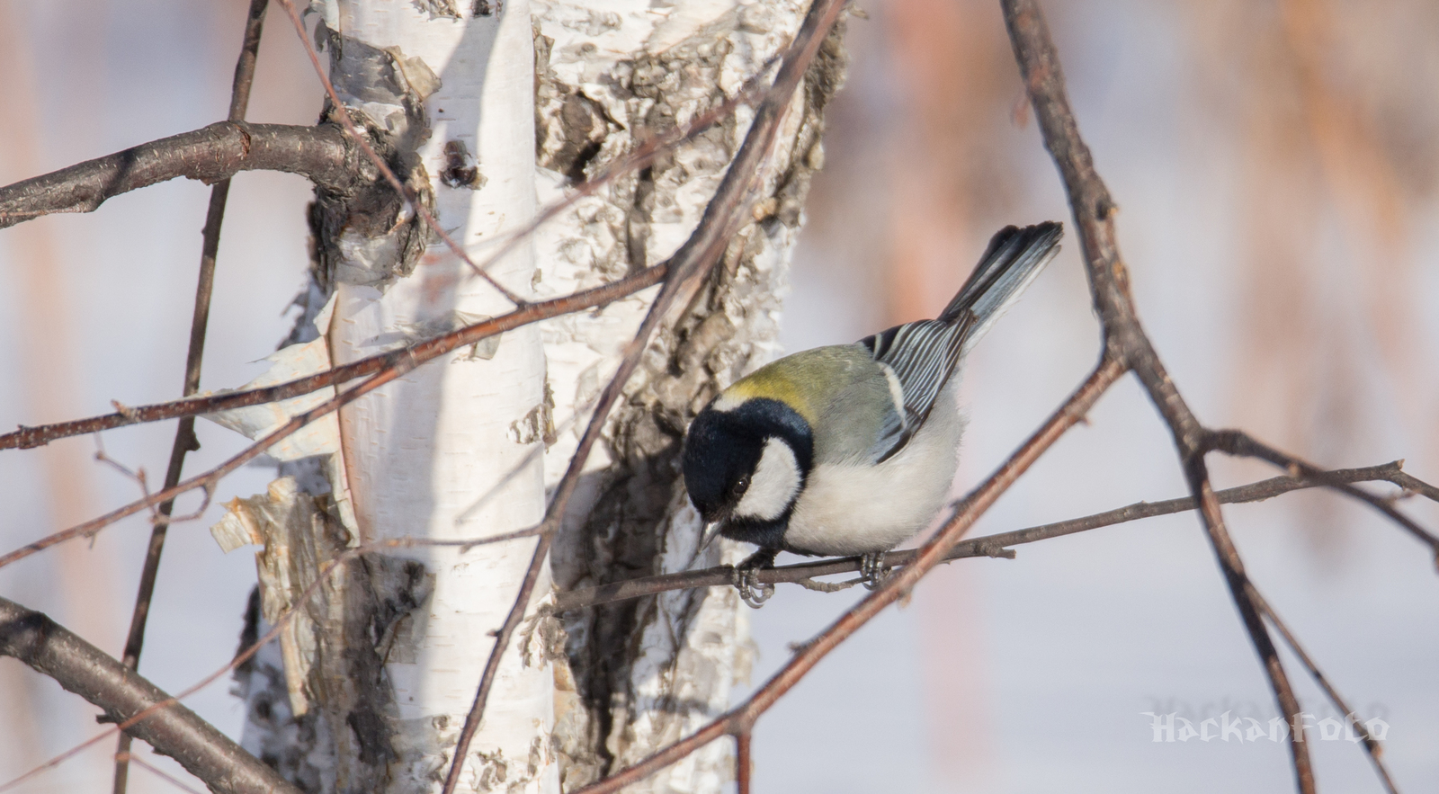 Titmouse birds. Moskovka, gaitka and long-tailed. - My, Birds, Tit, Chickadee, Long-tailed, Moskovka, Longpost