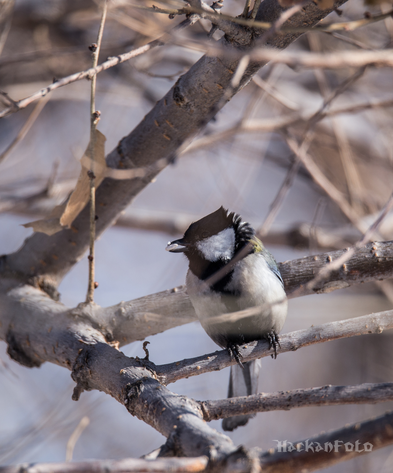 Titmouse birds. Moskovka, gaitka and long-tailed. - My, Birds, Tit, Chickadee, Long-tailed, Moskovka, Longpost