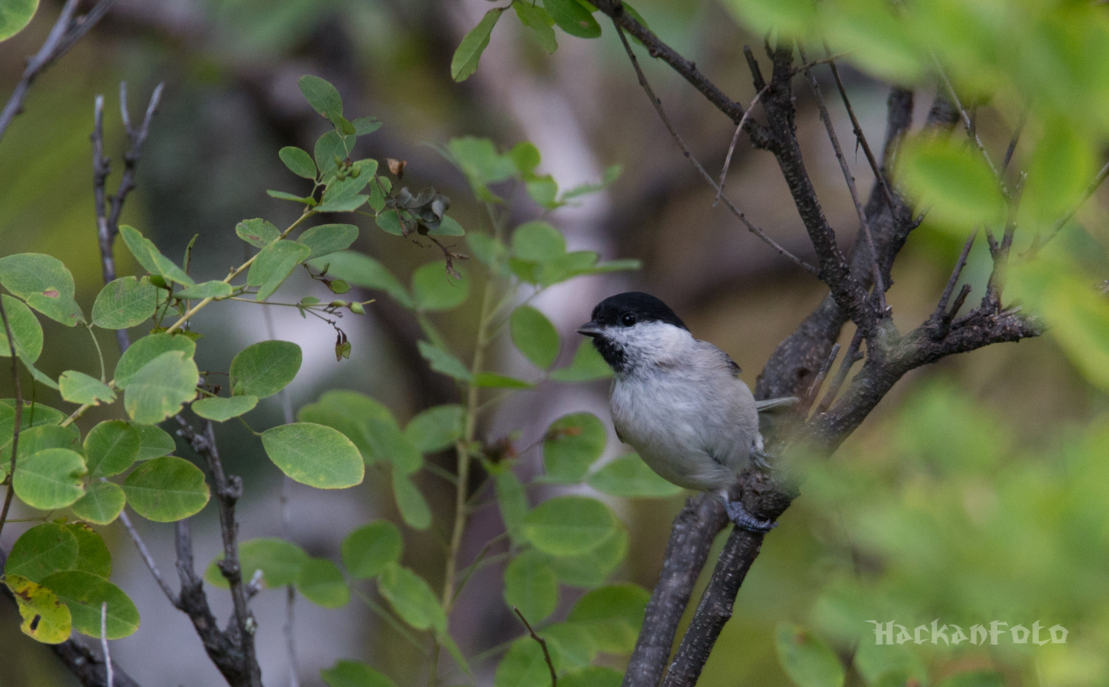 Titmouse birds. Moskovka, gaitka and long-tailed. - My, Birds, Tit, Chickadee, Long-tailed, Moskovka, Longpost