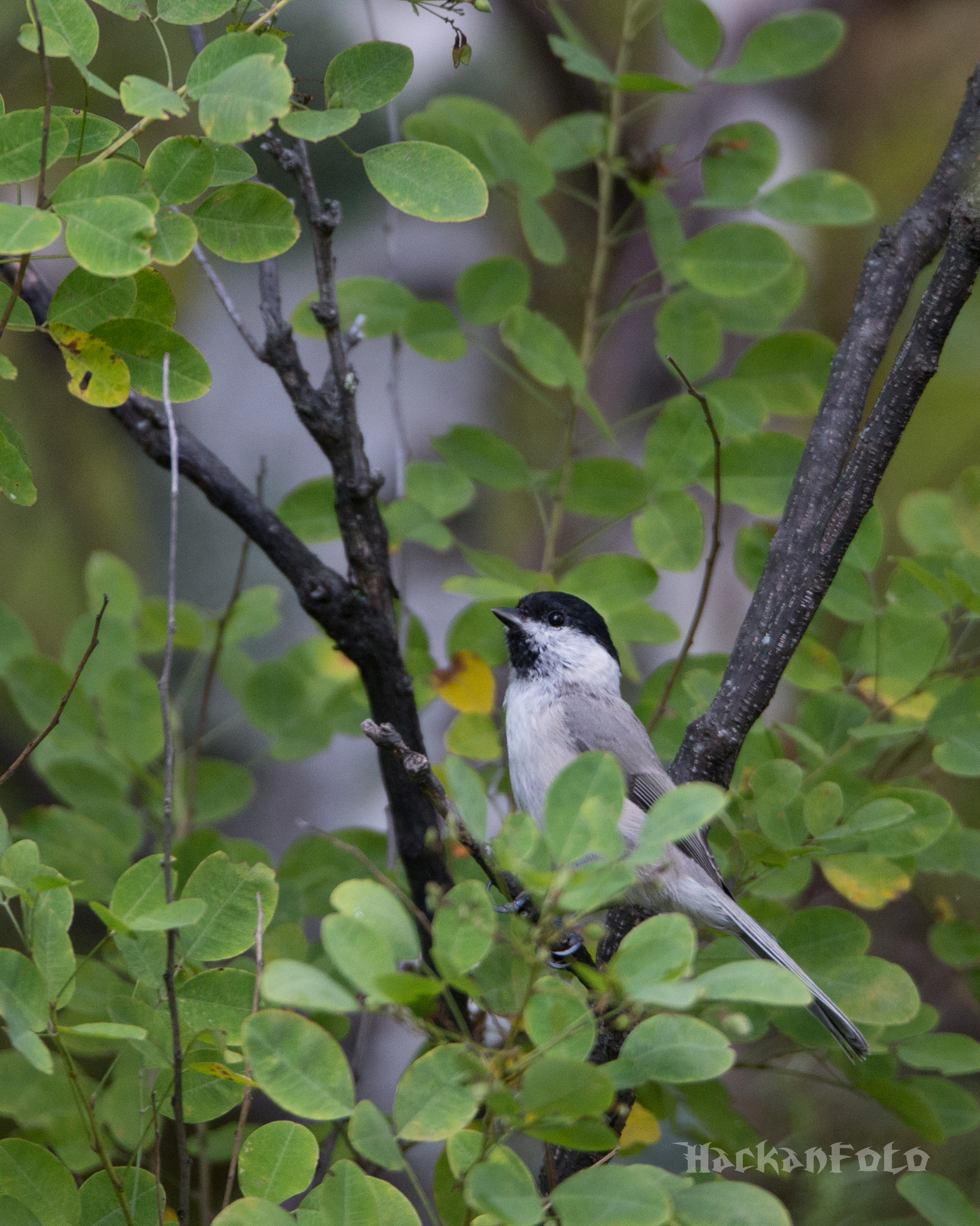 Titmouse birds. Moskovka, gaitka and long-tailed. - My, Birds, Tit, Chickadee, Long-tailed, Moskovka, Longpost