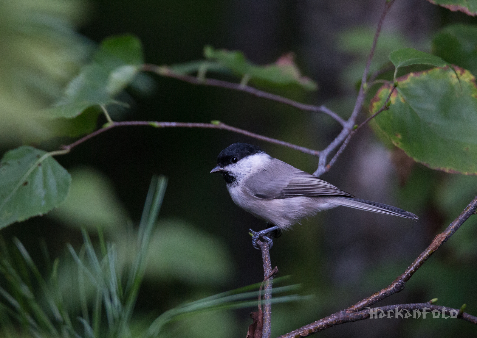 Titmouse birds. Moskovka, gaitka and long-tailed. - My, Birds, Tit, Chickadee, Long-tailed, Moskovka, Longpost