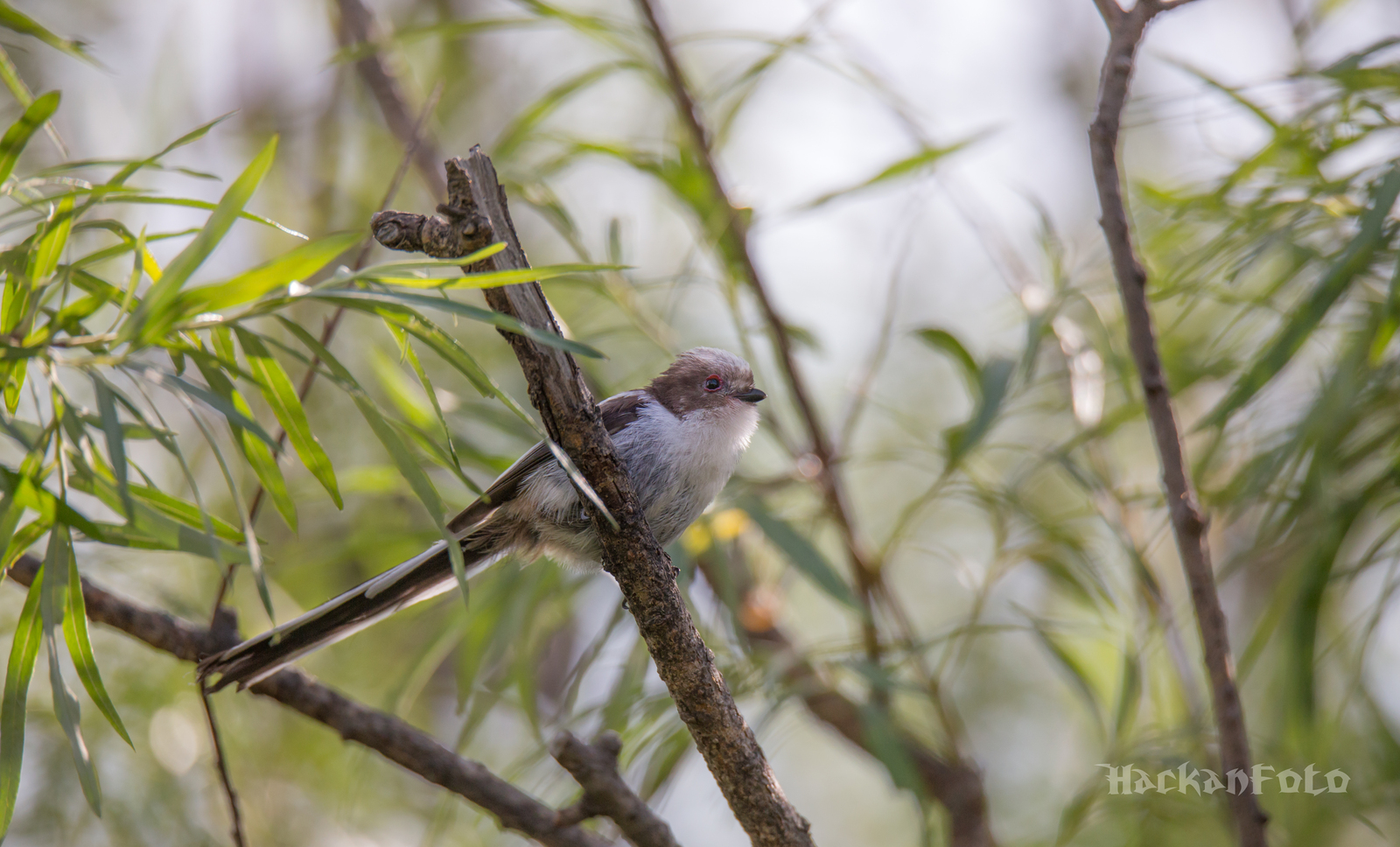 Titmouse birds. Moskovka, gaitka and long-tailed. - My, Birds, Tit, Chickadee, Long-tailed, Moskovka, Longpost