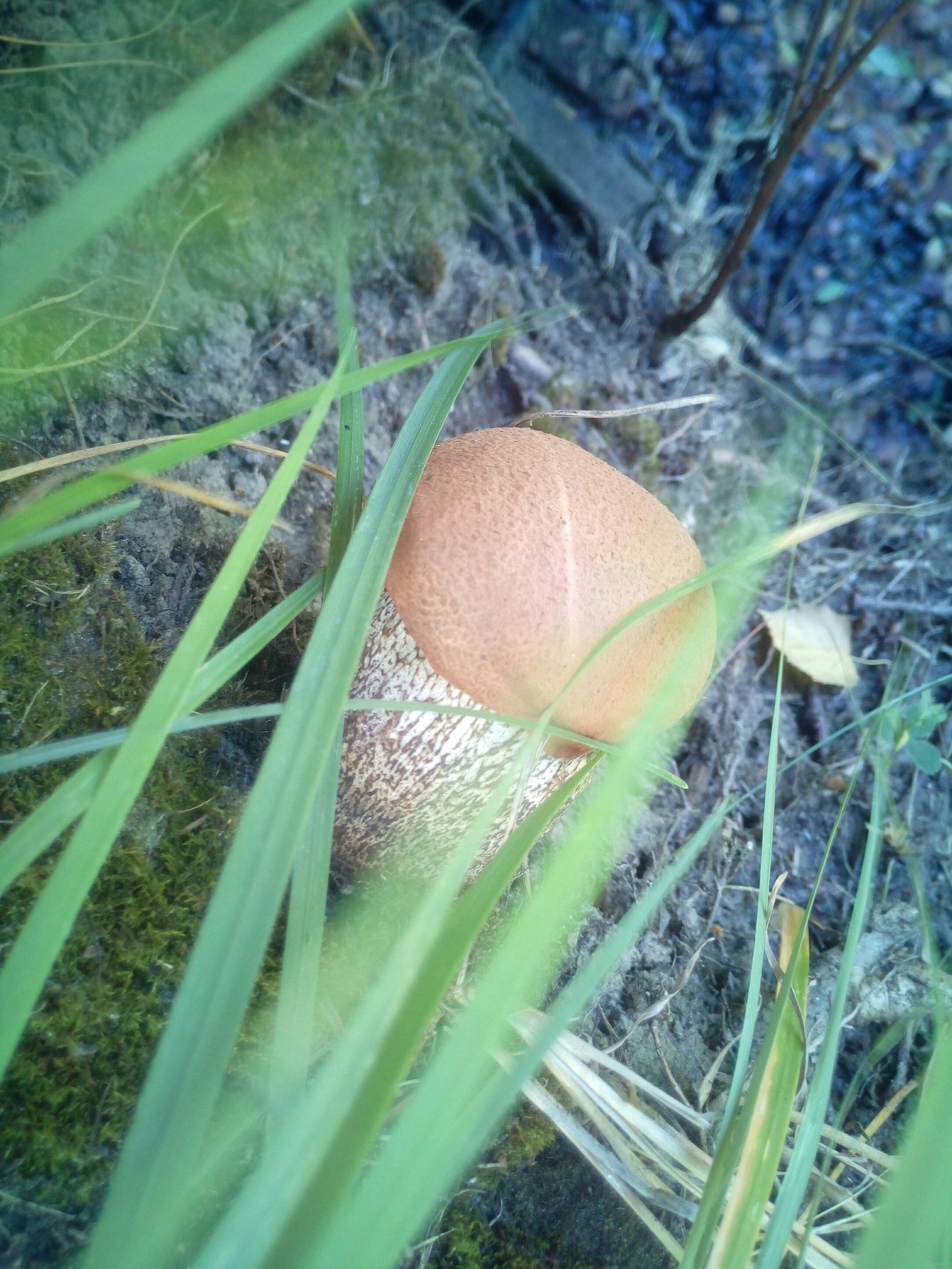 Fresh - My, Mushrooms, Hedgehog, Longpost