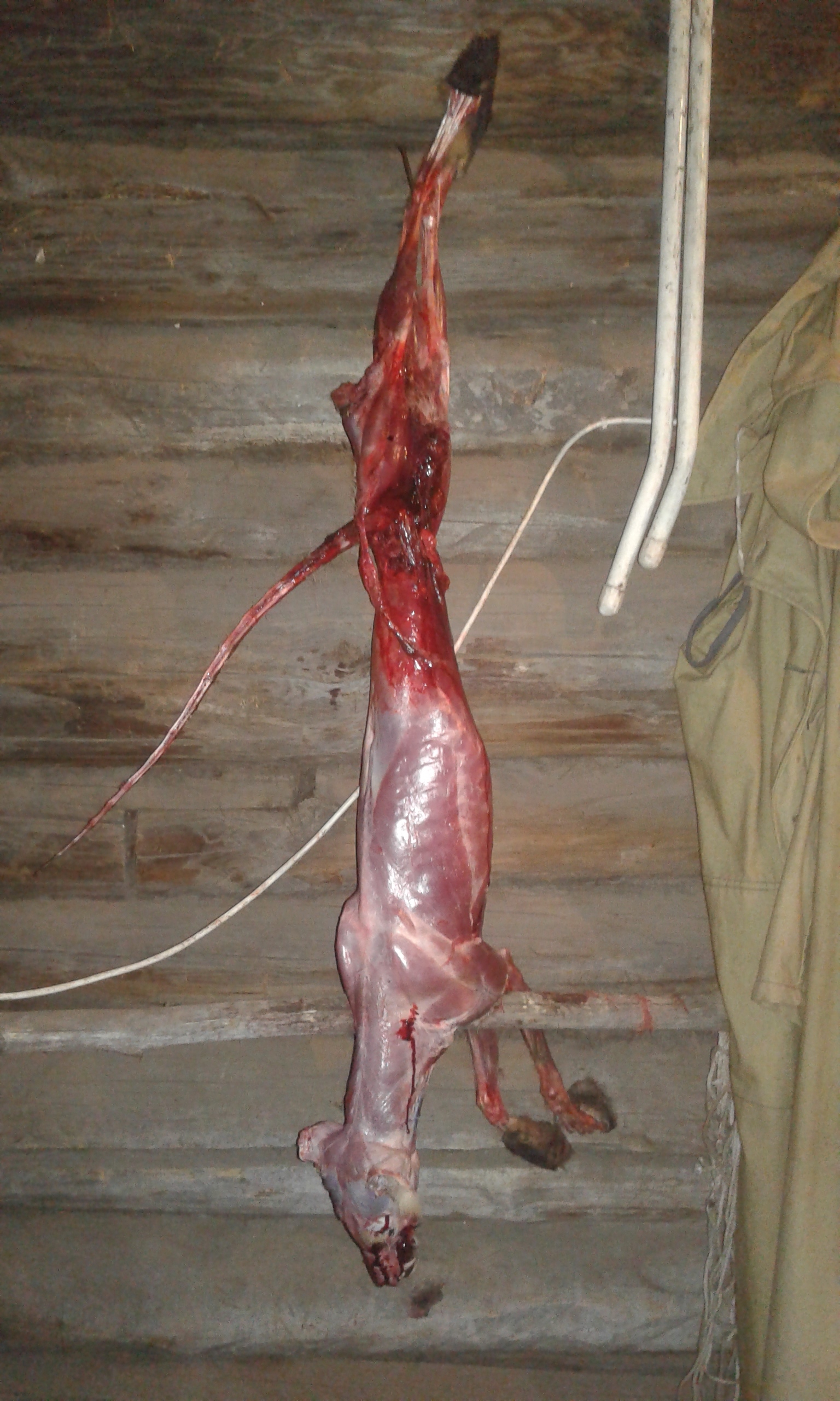 Fox, skin, carcass. An inevitable need. - My, , Hunting, Fox, Skin, Longpost, Inevitability