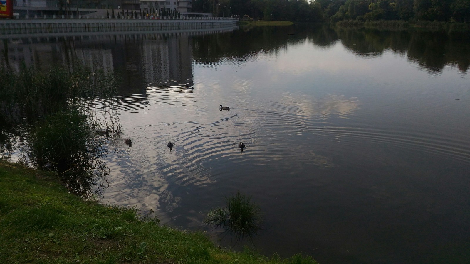 Lake in Kaliningrad - My, My, Nature, Kaliningrad, Lake, Longpost