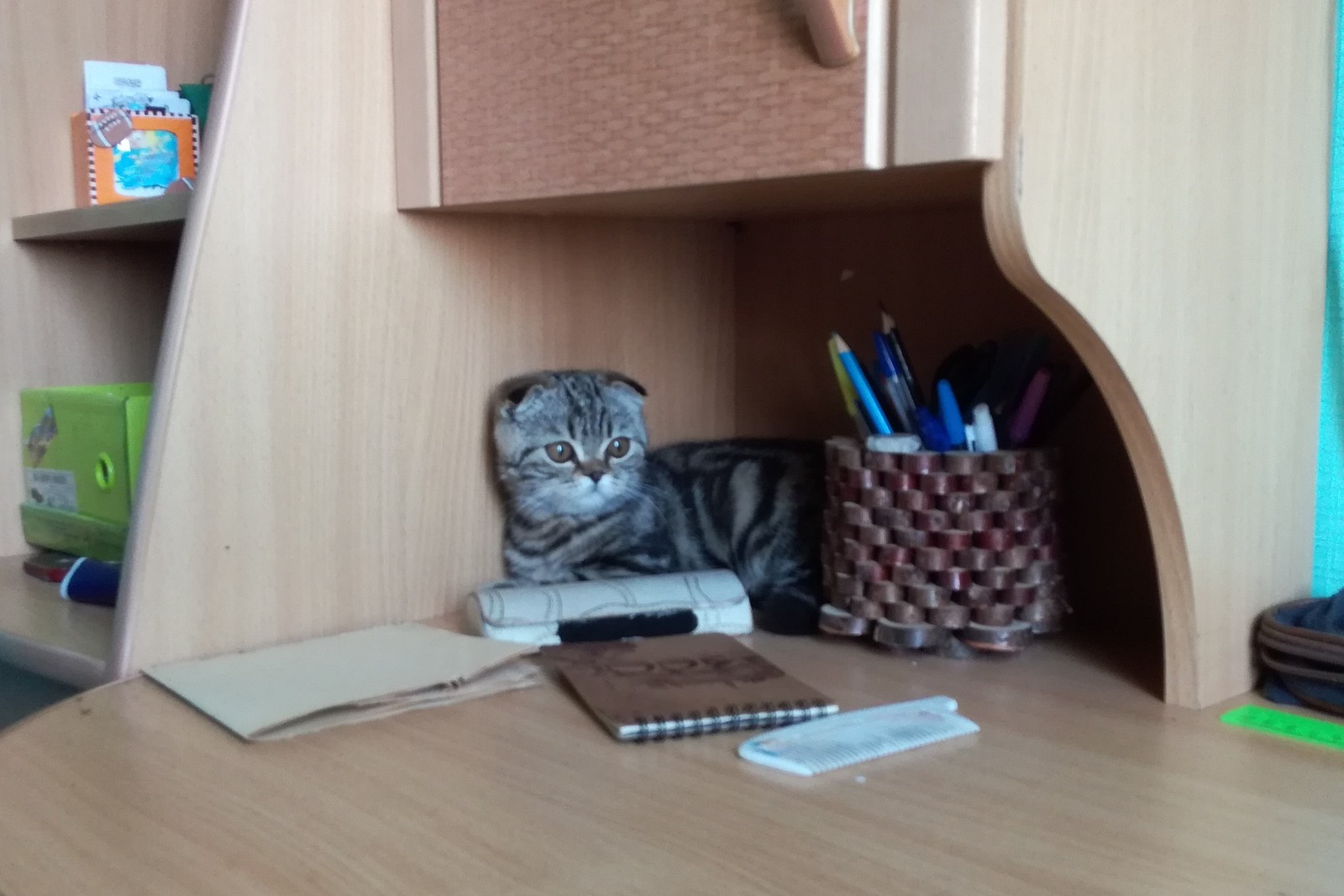 My little fold friend 2 - My, Scottish lop-eared, cat, Longpost