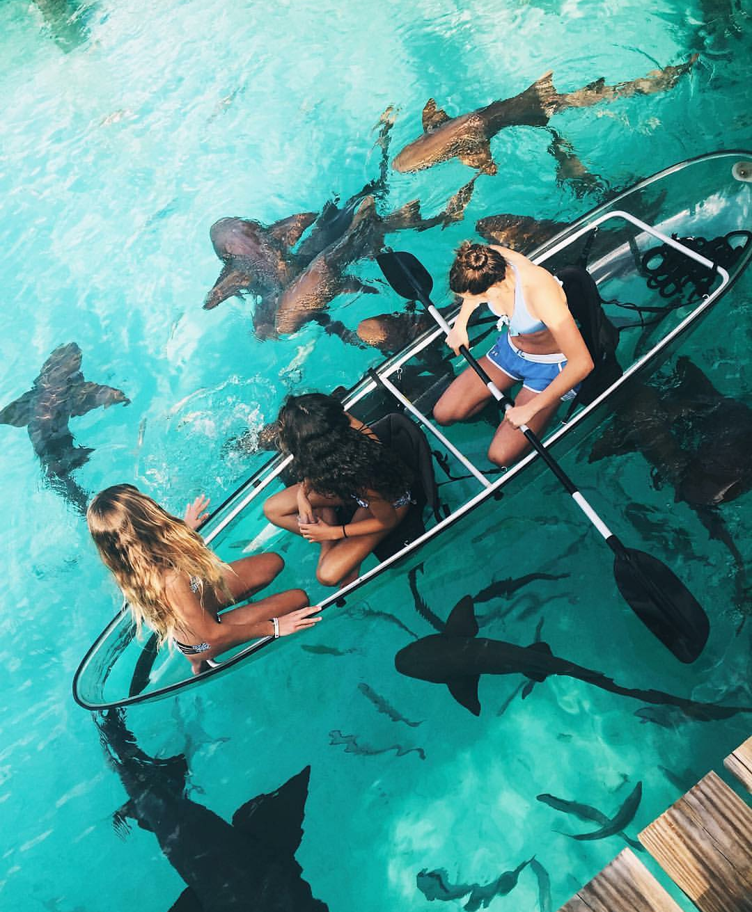 Holidays with sharks - Shark, The photo