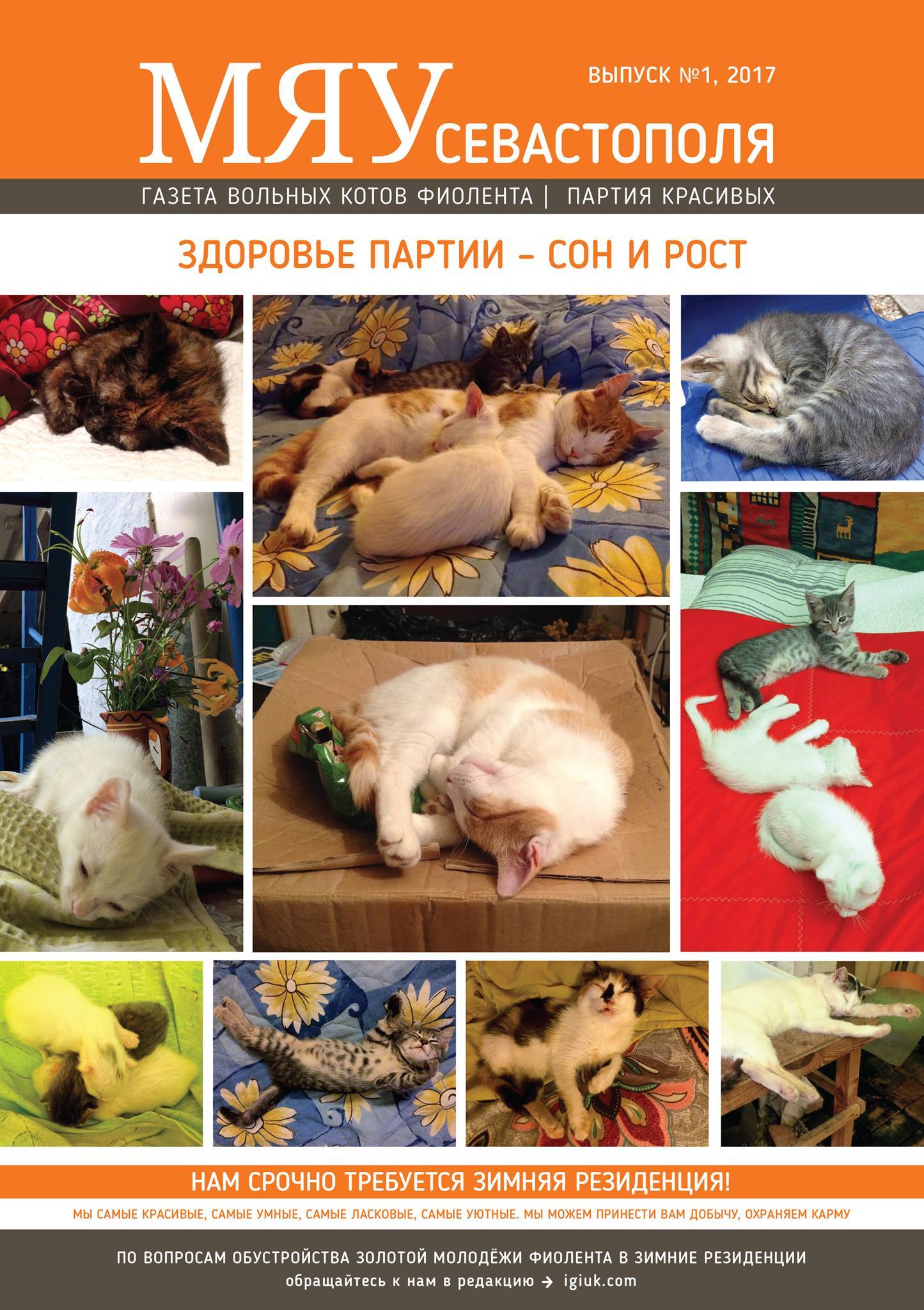 Meow of Sevastopol - the first issue of the newspaper about our Fiolent cats - cat, Crimea, cat house, , In good hands, Longpost, Pet house