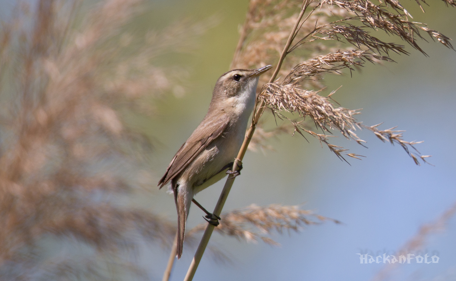 Kamyshovka - My, Birds, Kamyshovka, Longpost