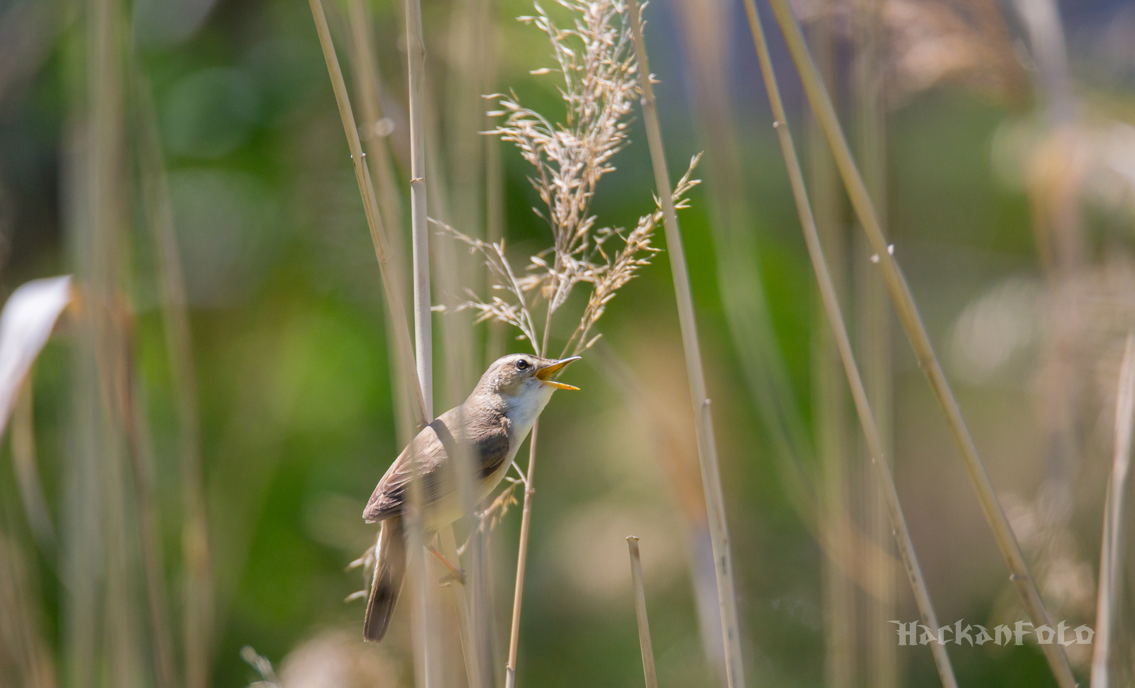 Kamyshovka - My, Birds, Kamyshovka, Longpost