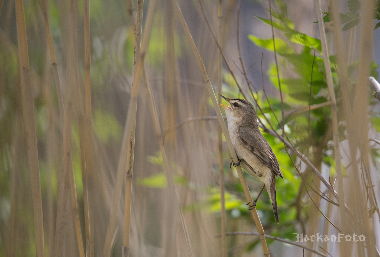 Kamyshovka - My, Birds, Kamyshovka, Longpost