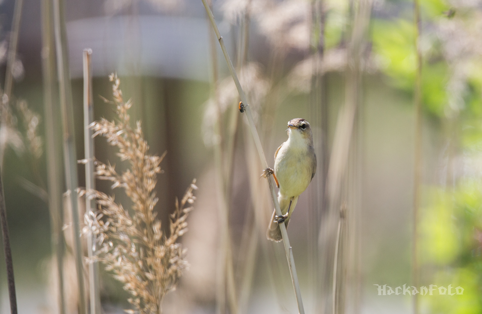 Kamyshovka - My, Birds, Kamyshovka, Longpost