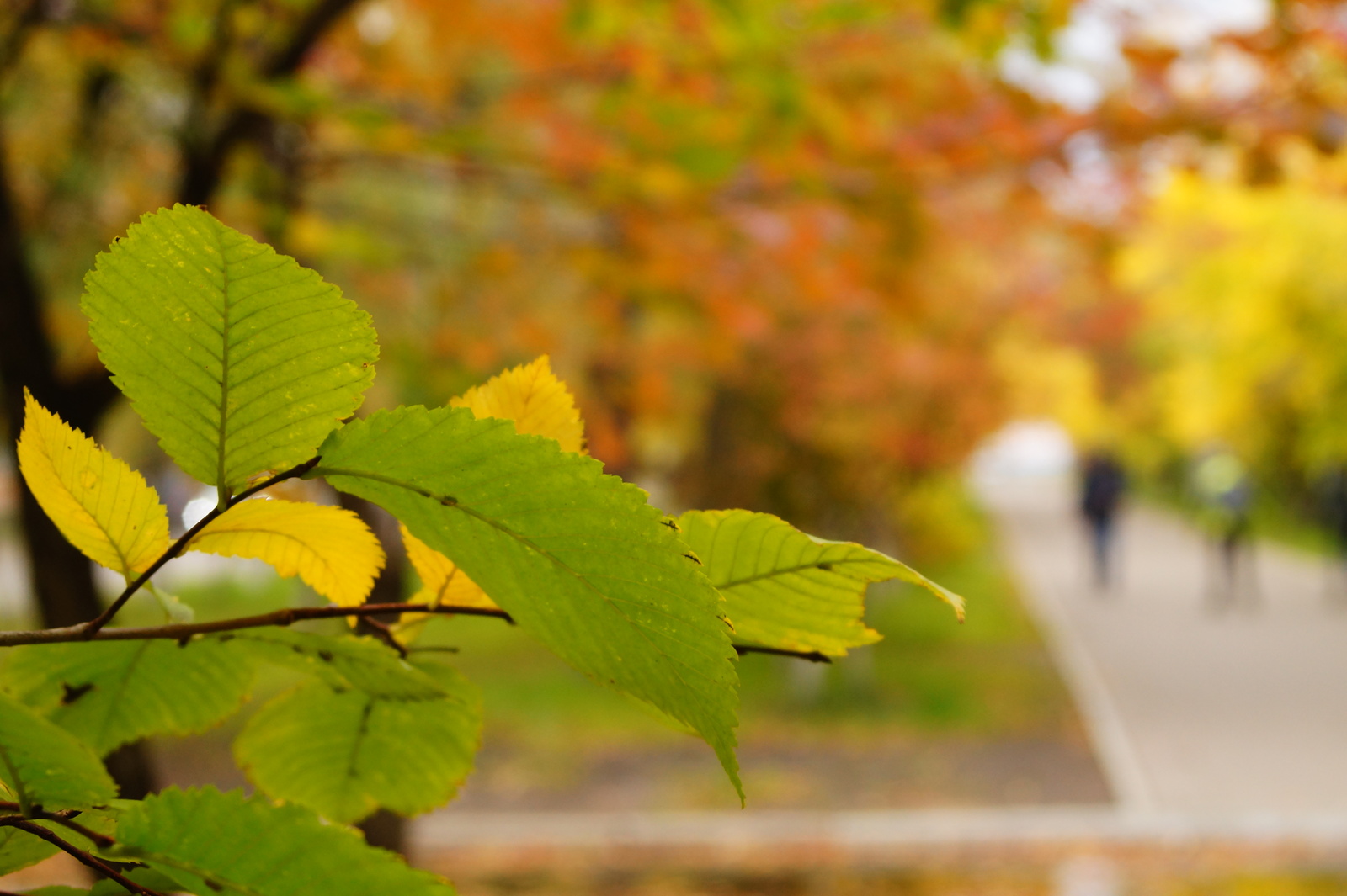 Bright colors of autumn - My, Krasnoyarsk, Siberia, Autumn, Tree, Leaves, Longpost