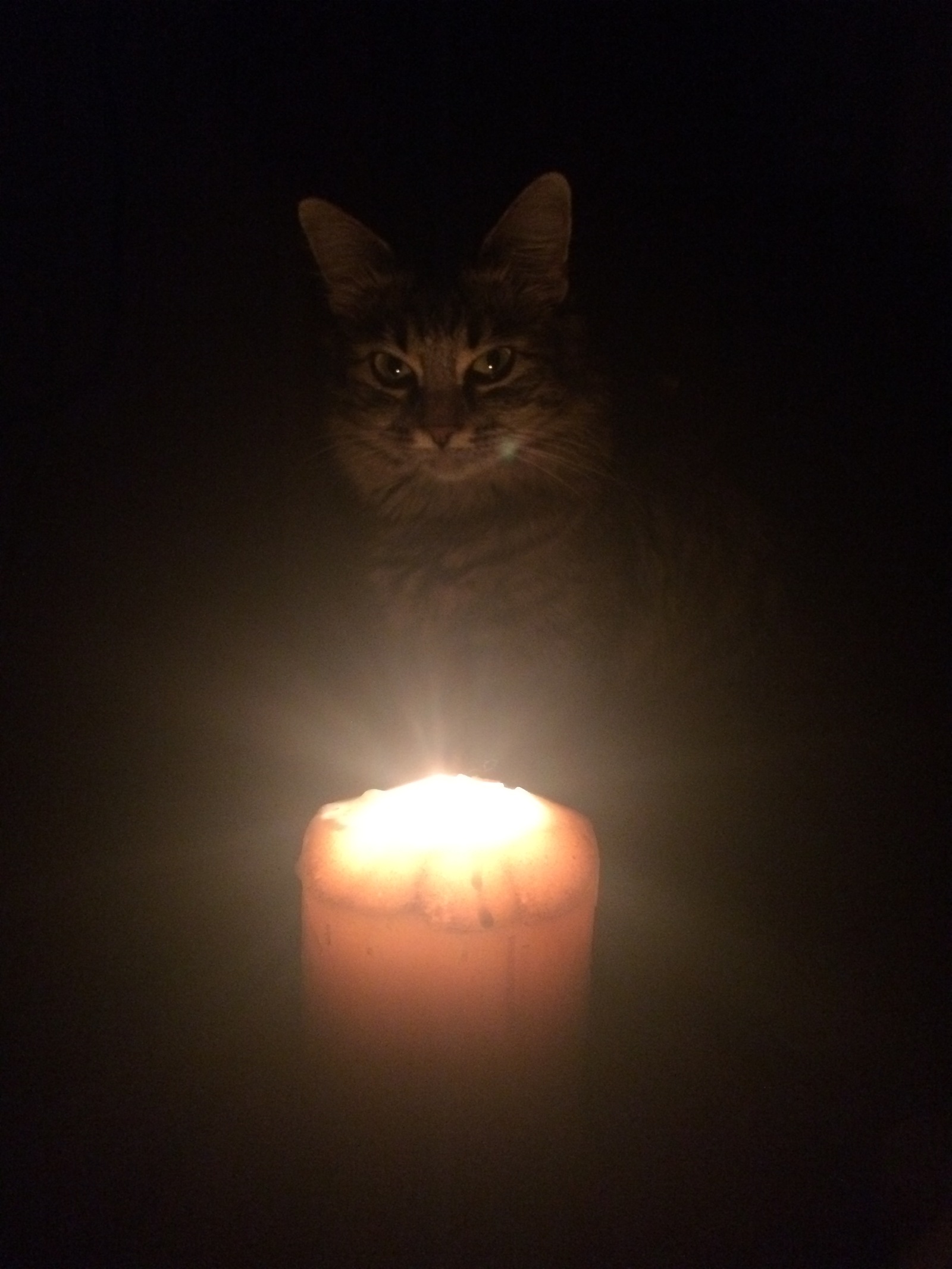 These eyes are opposite - My, Power outage, cat, Candle