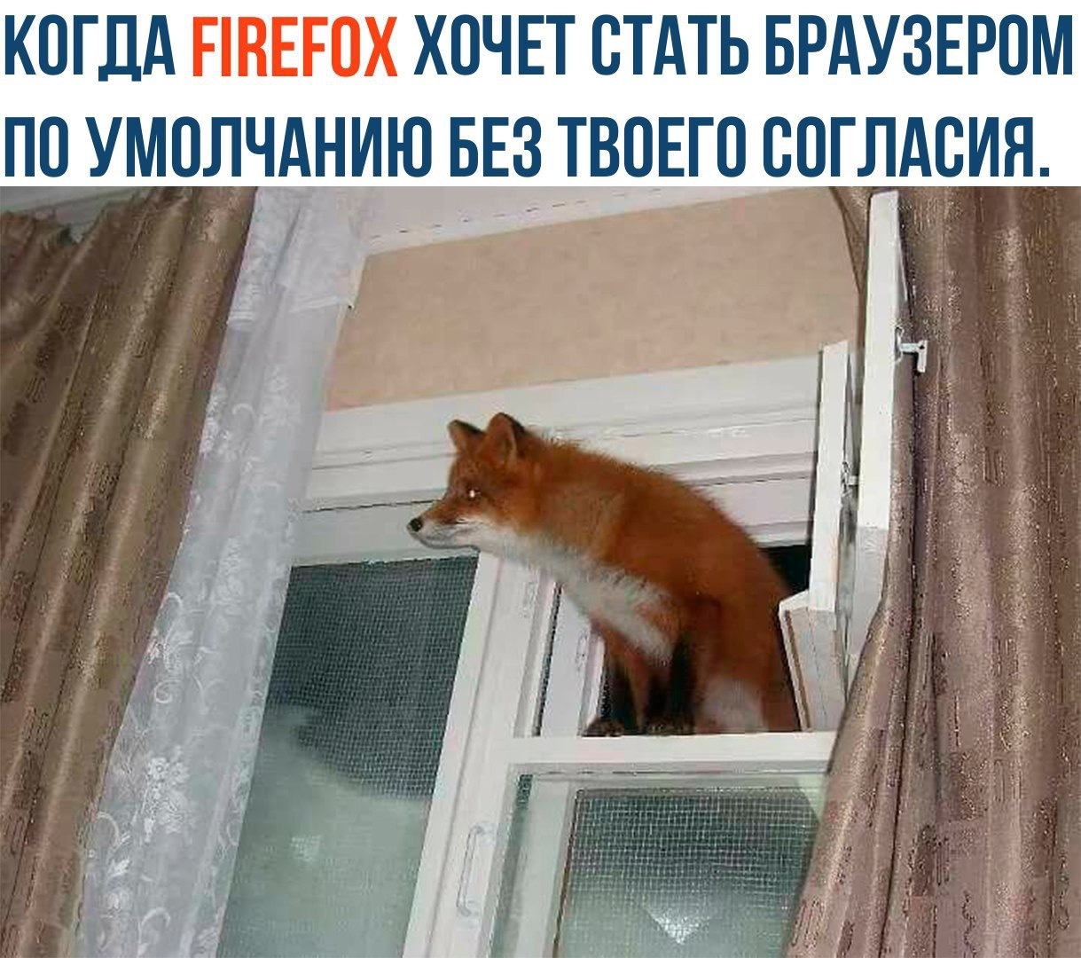 Хитрый лис - Mozilla, Firefox, Лиса, Окно, Браузер