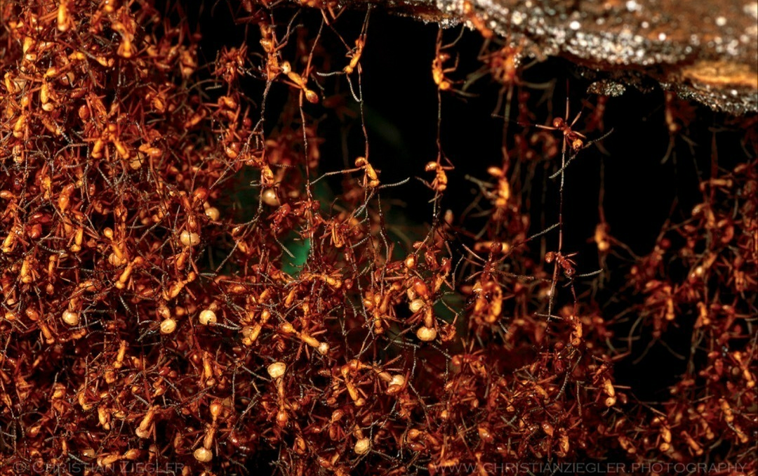 Ants build a new nest, Panama - Ants, Anthill