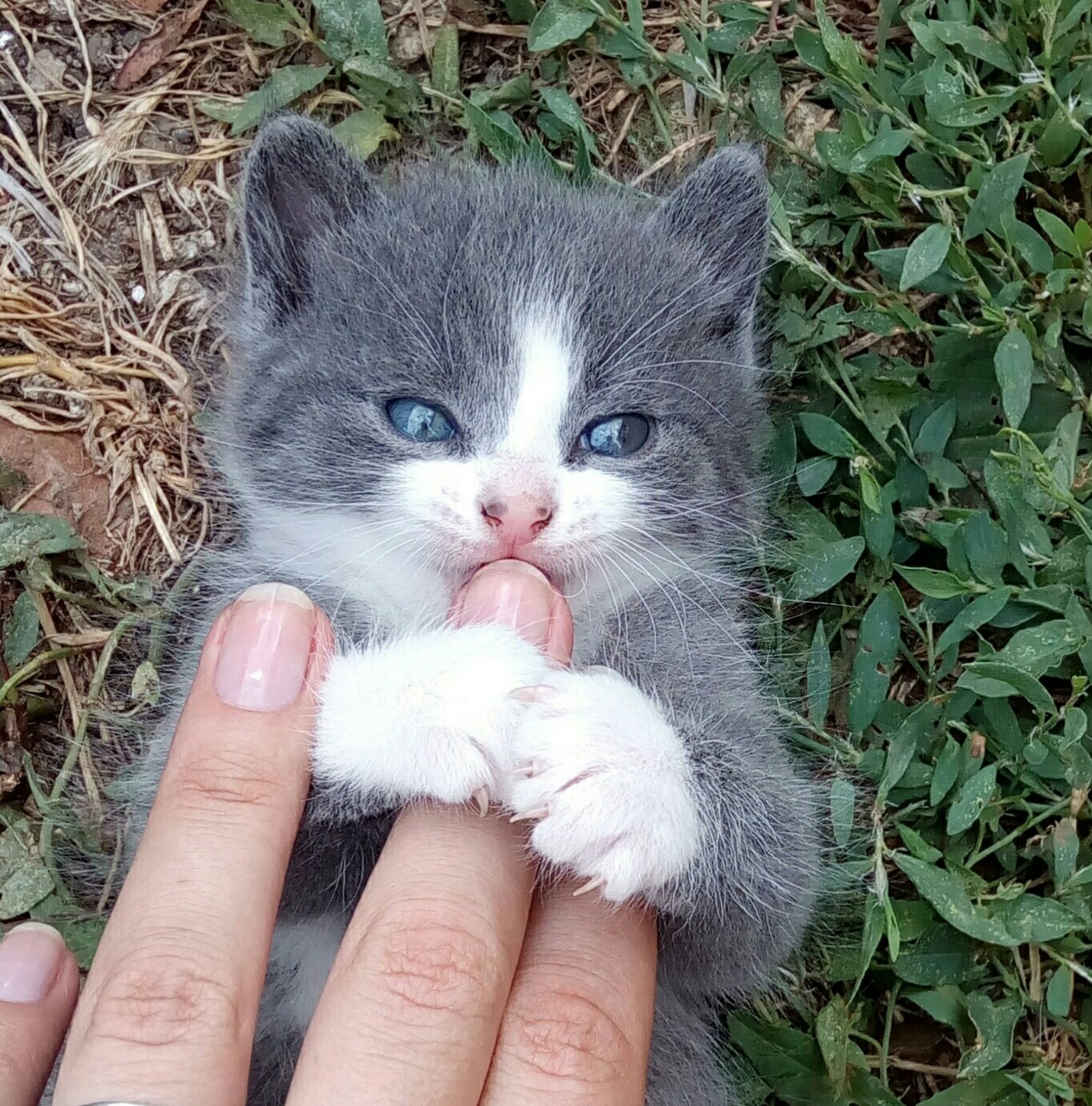 Cute cat - My, cat, Grey