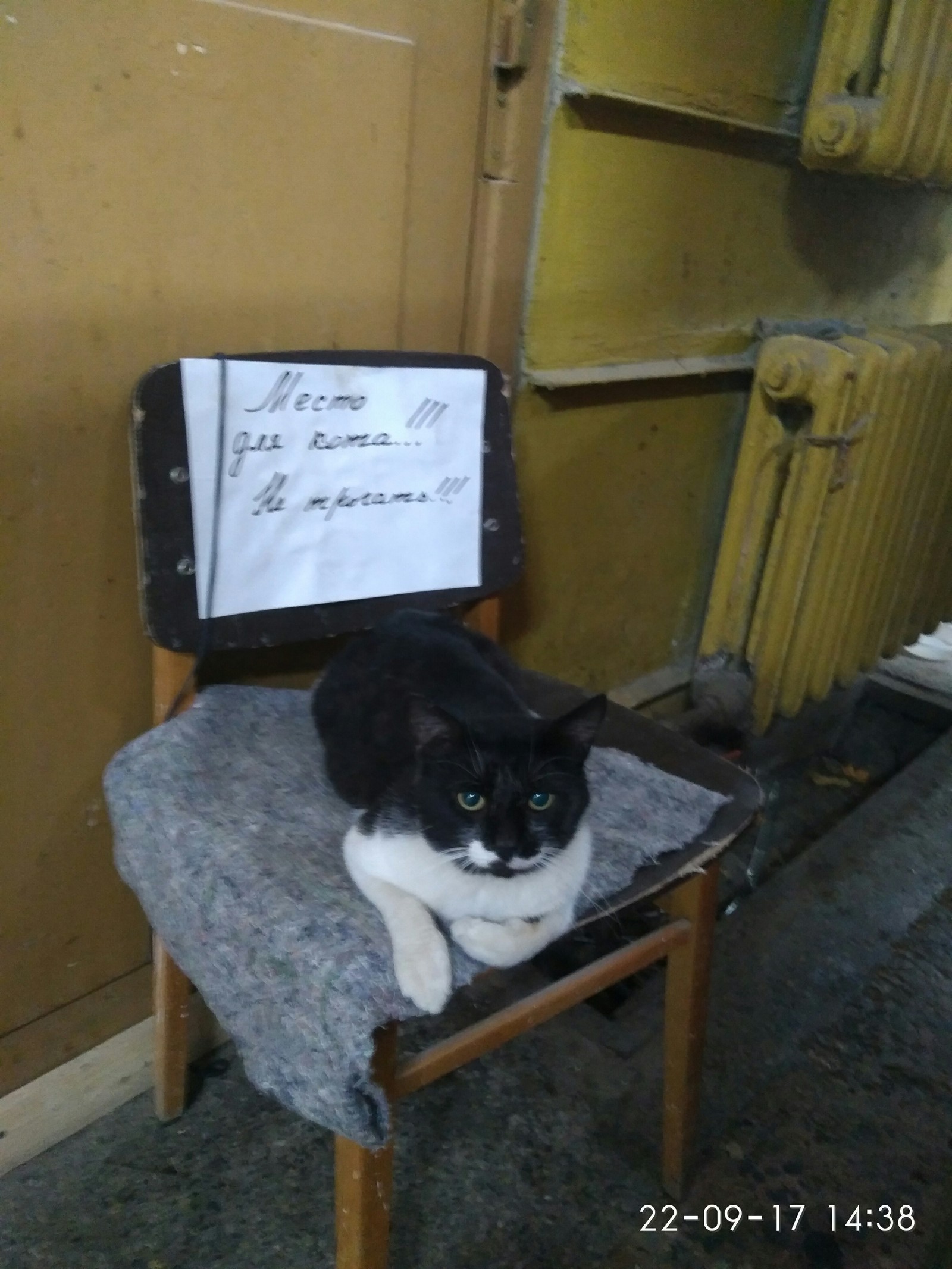 The cat living at the gate of the GIPH plant has its own chair :3. - cat, Photo on sneaker