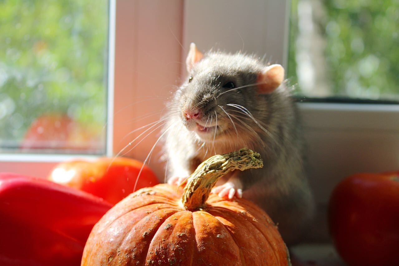 rat autumn - Decorative rats, Autumn, Longpost