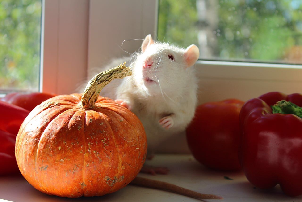 rat autumn - Decorative rats, Autumn, Longpost