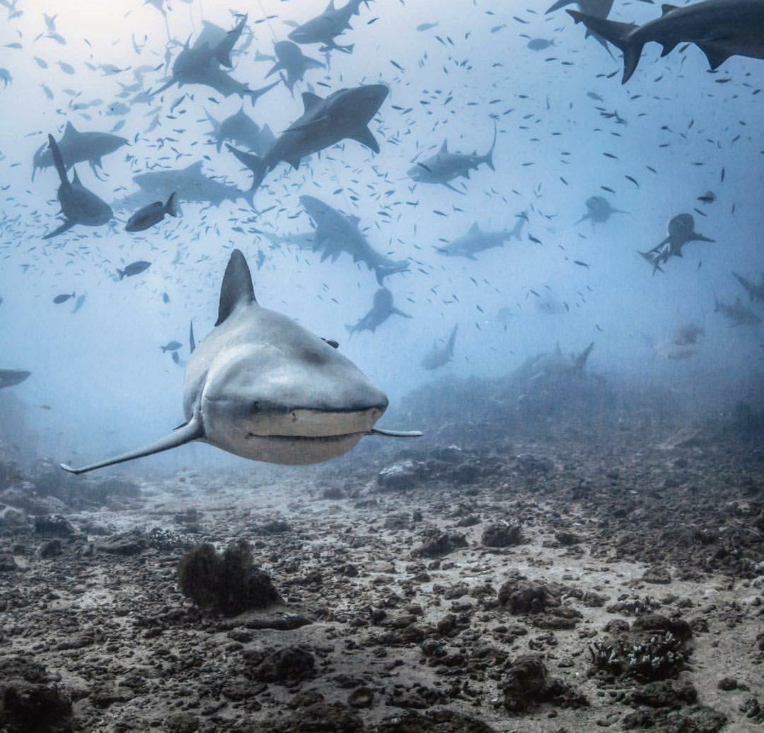 shark lair) - Shark, The photo