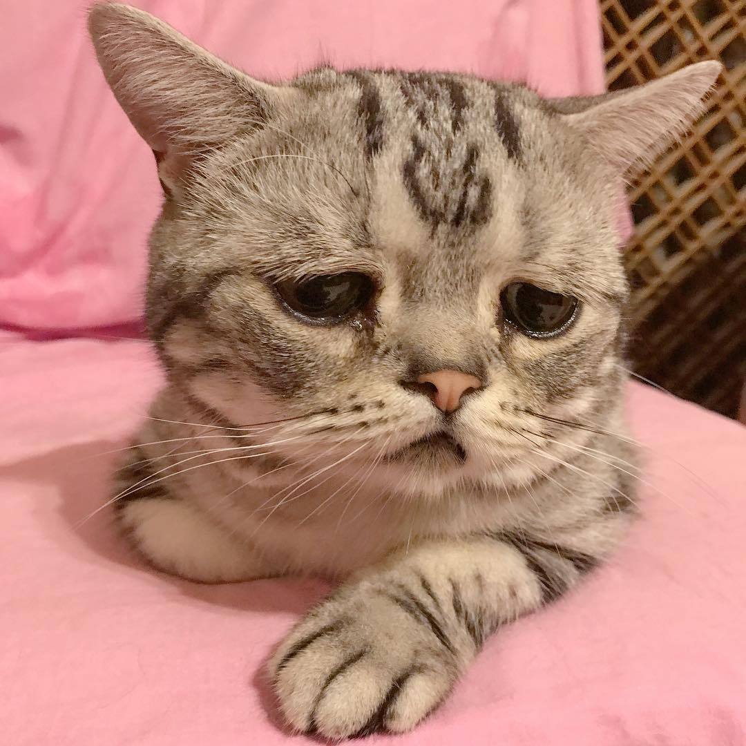 Luhu is the saddest cat in the world - Japan, cat, Pet, Pets, Sadness, Muzzle, Eyes, Milota, Longpost, Pet