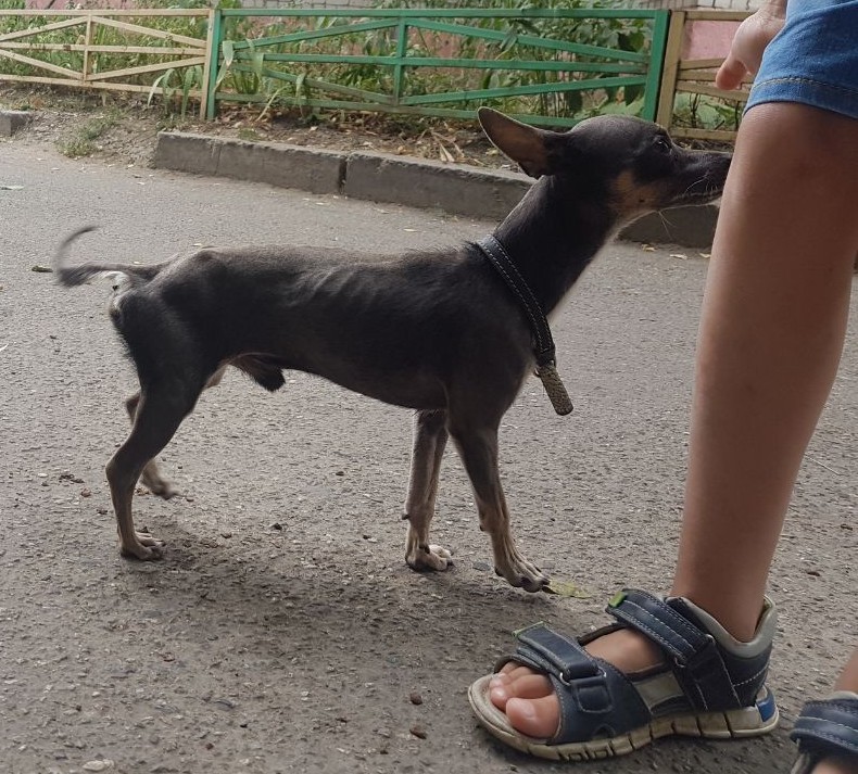 Who lost the dog? - Krasnodar, Dog, Found a dog, Lost, Longpost