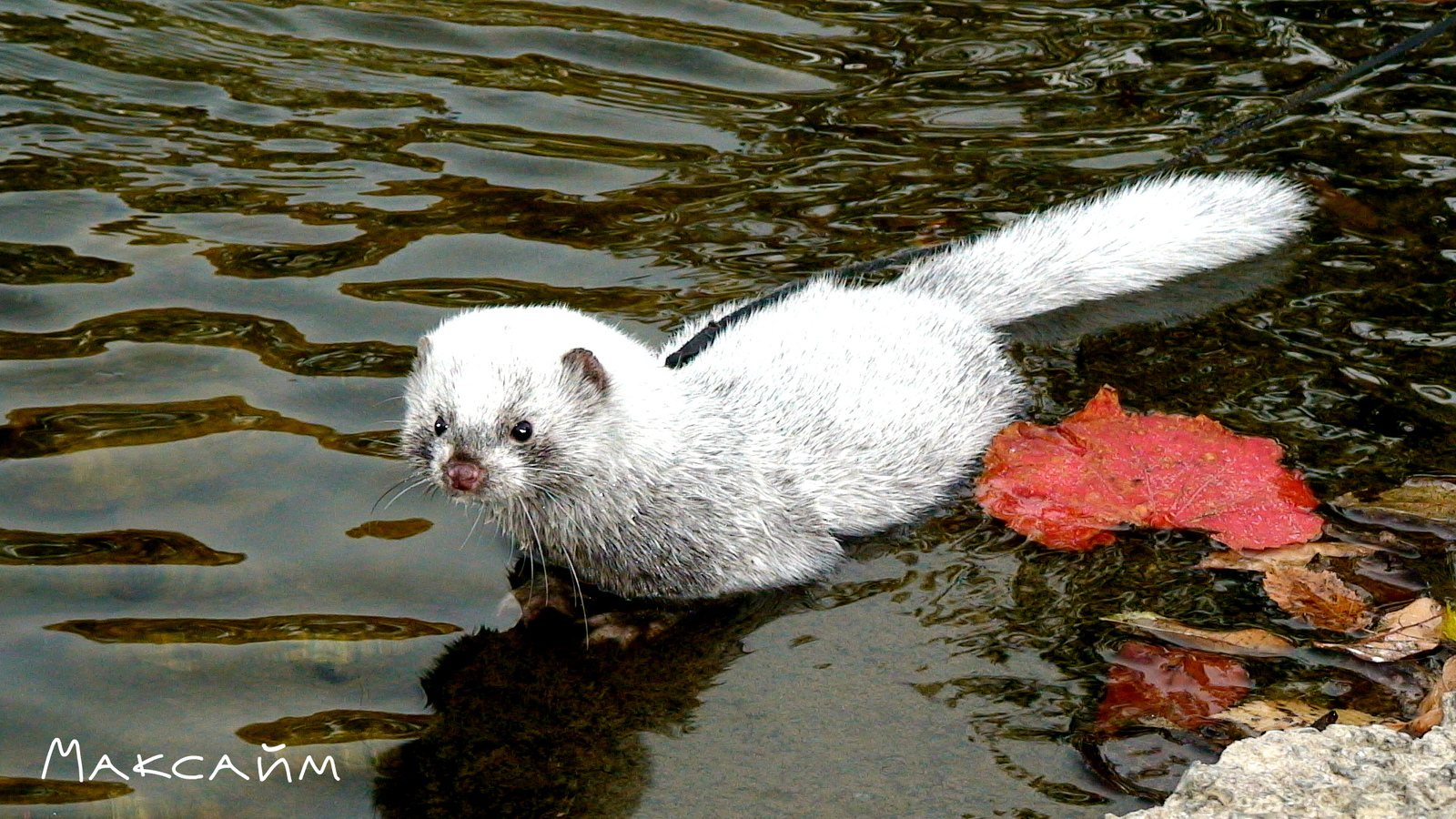 Mink Maxime on a walk - My, Mink in the house, Exotic animals, Animals, , The photo, Longpost