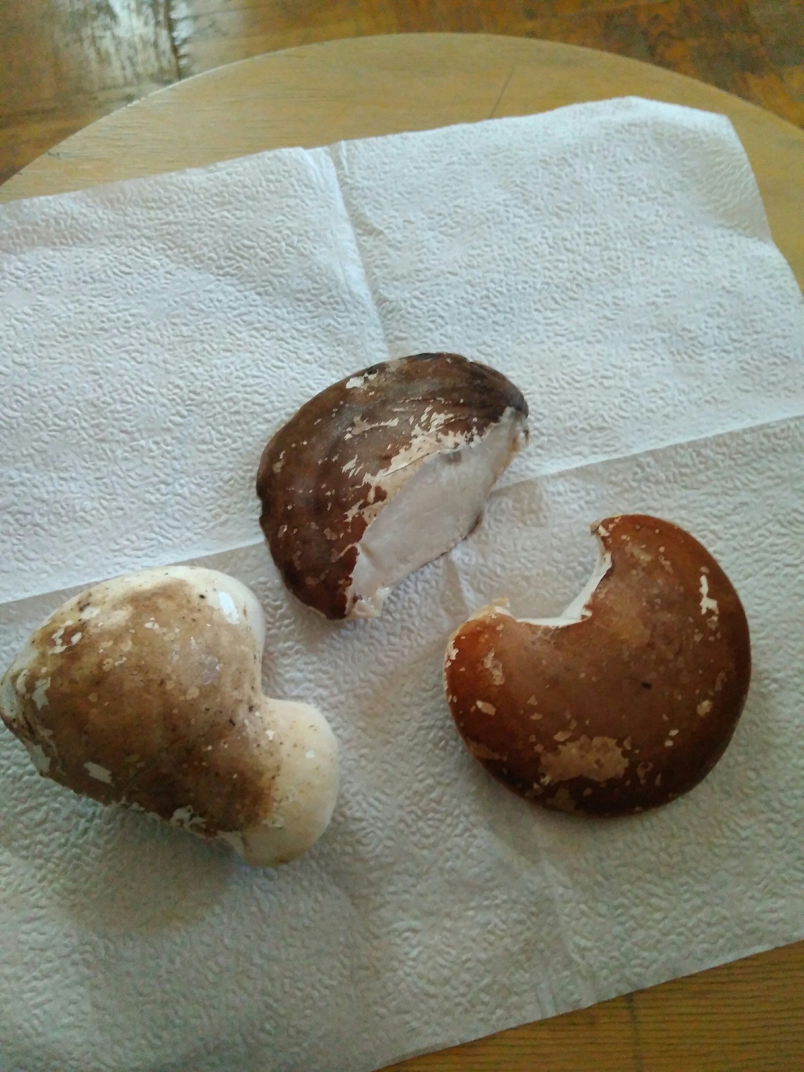 What kind of mushrooms? - My, Mushrooms, , Longpost