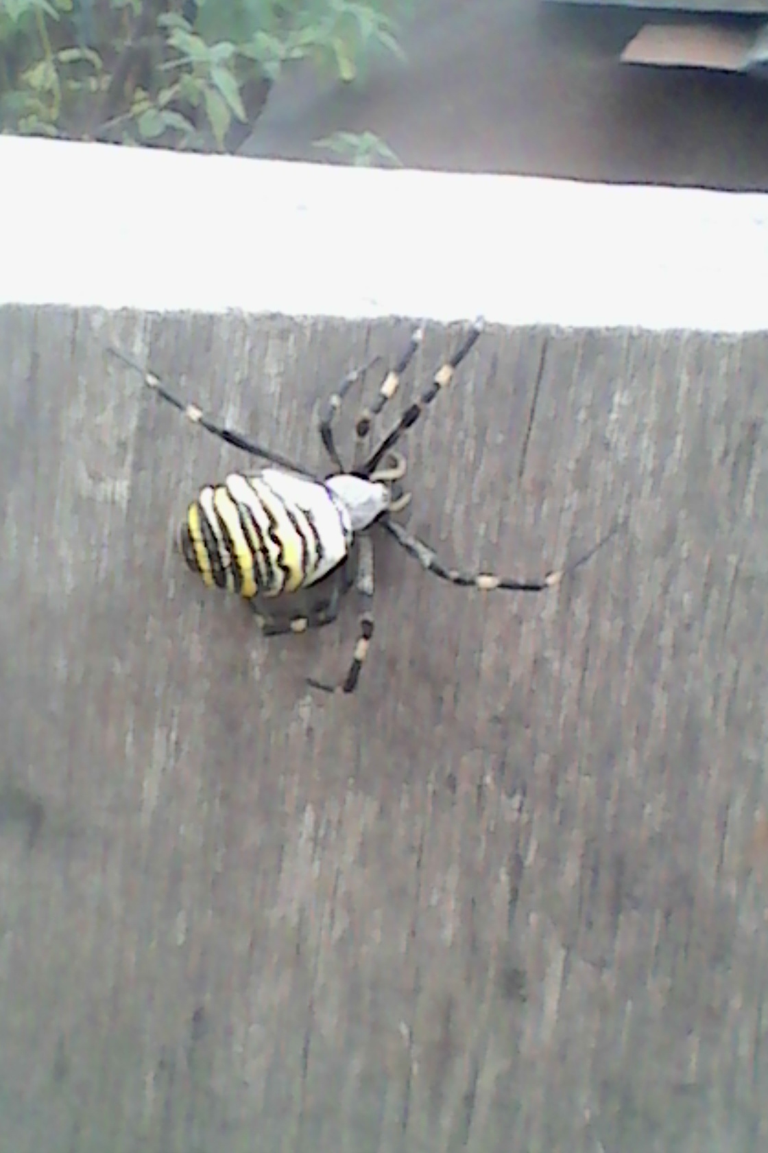 Spider wasp. Argiope. - My, , Spider