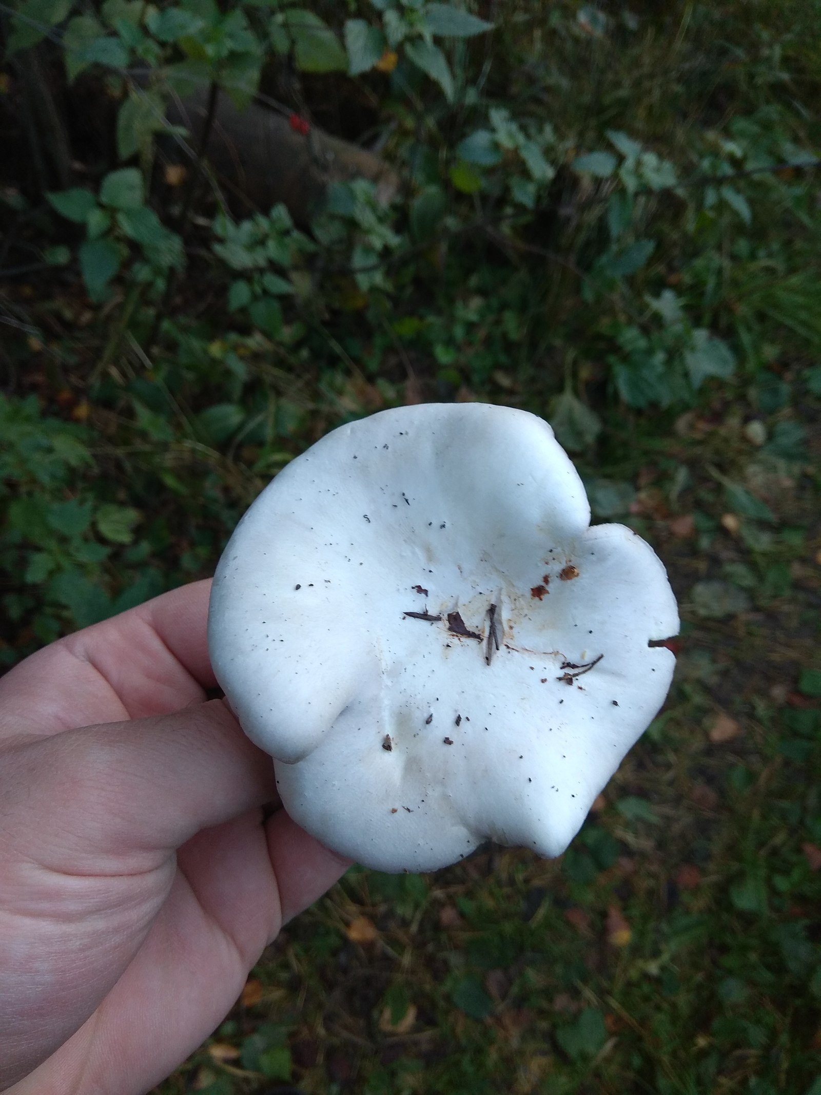 What kind of mushroom? - My, , , Silent hunt, Question, Mushrooms, Longpost