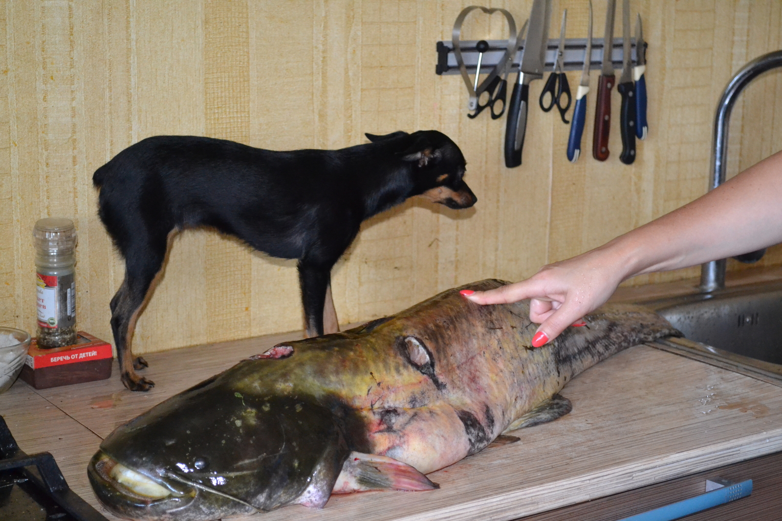 Fishing, kwok catfish 13 kg. The most delicious dish. Caught without a husband. Hooked around 5 am. Wrestled 40 minutes - My, Fishing, Catfish, Kwok, Fishing rod, Dog, Bait, River, 